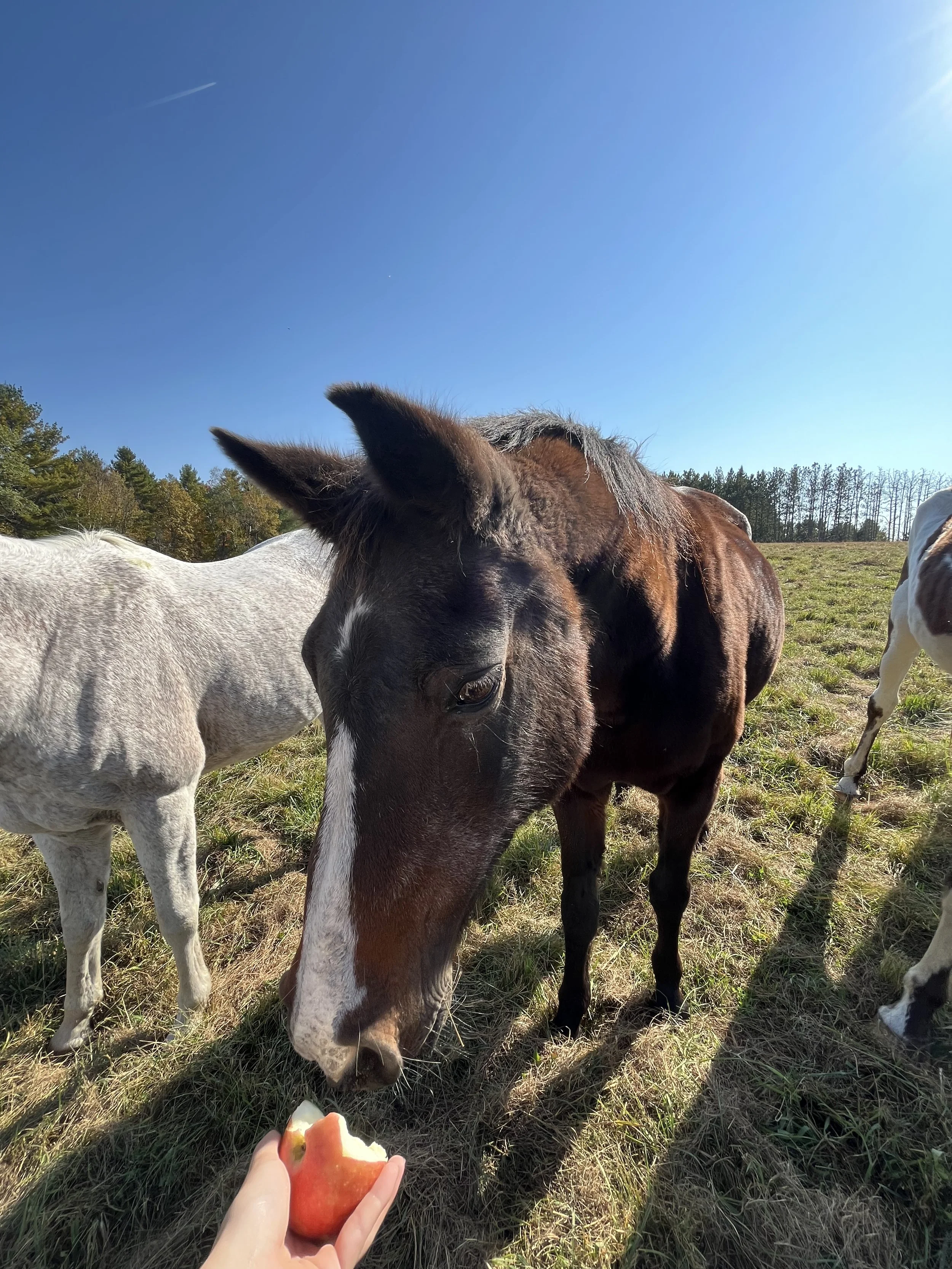 Person holding a slice of watermelon in front of three grazing horses in a grassy field on a sunny day.