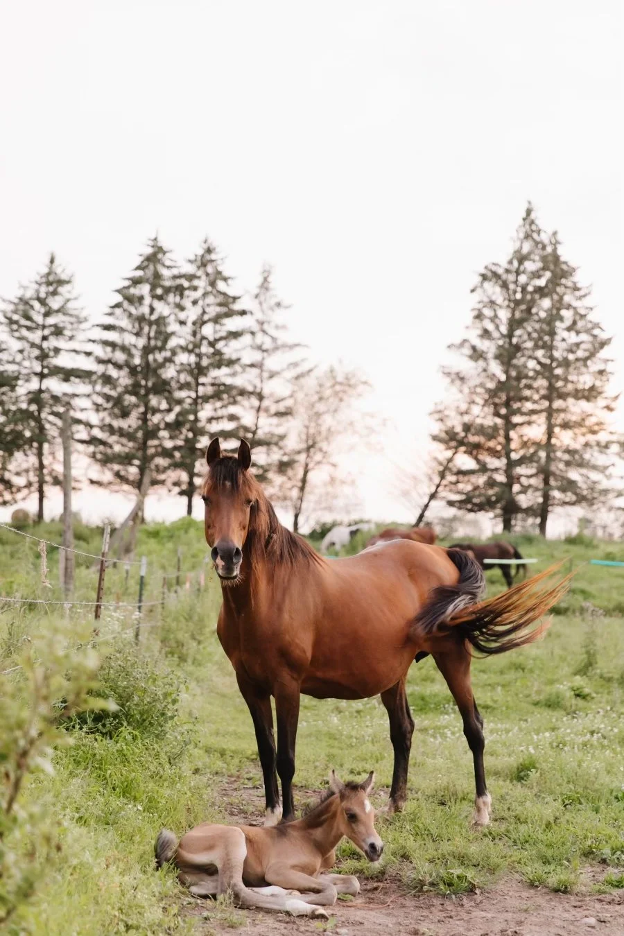 A brown mare standing in a grassy field with a foal lying on the ground nearby, trees in the background, and a fence and other horses in the distance.