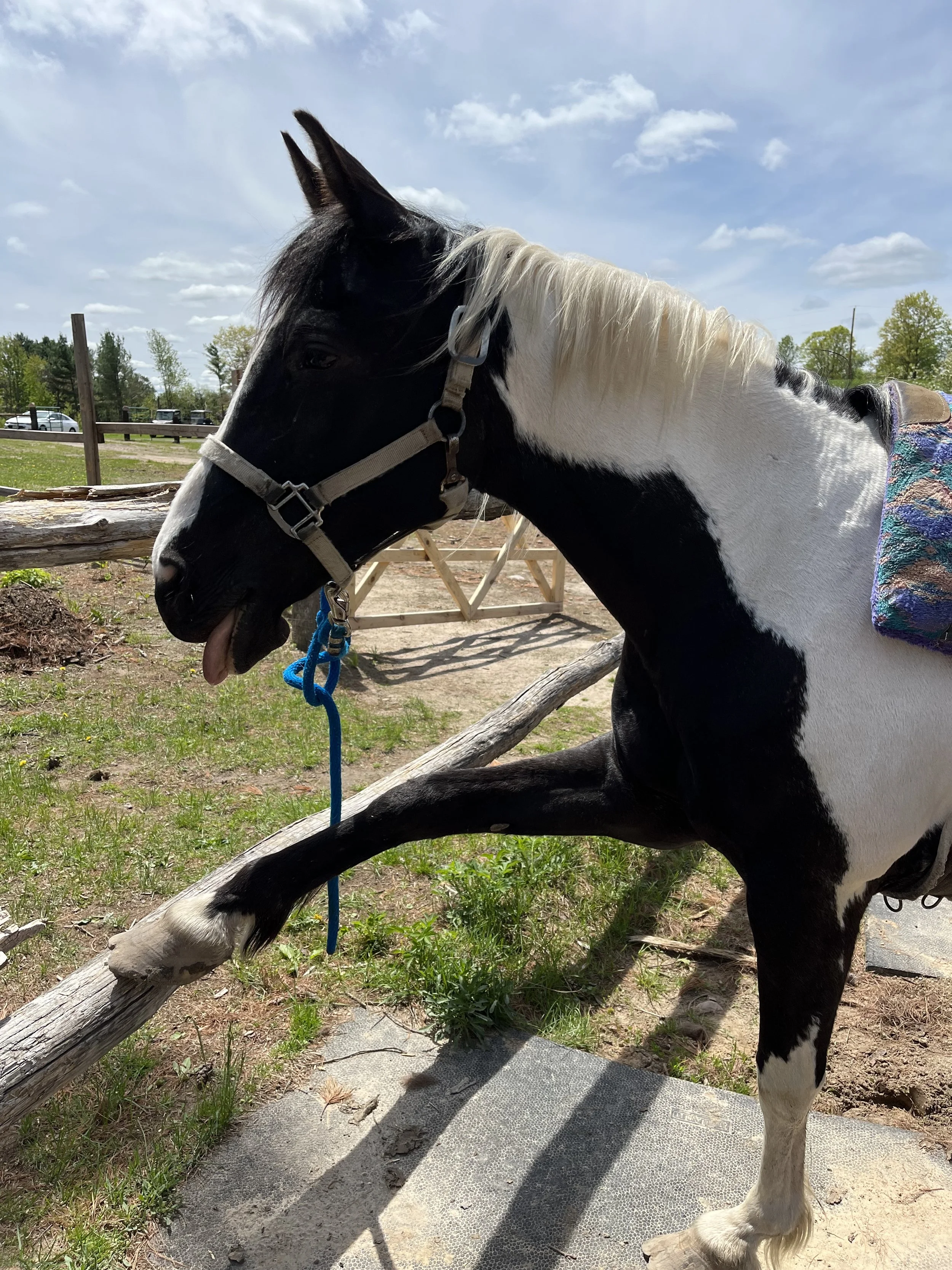 A black and white horse sitting outdoors on a sunny day with a blue sky and scattered clouds, next to wooden logs and a fence.