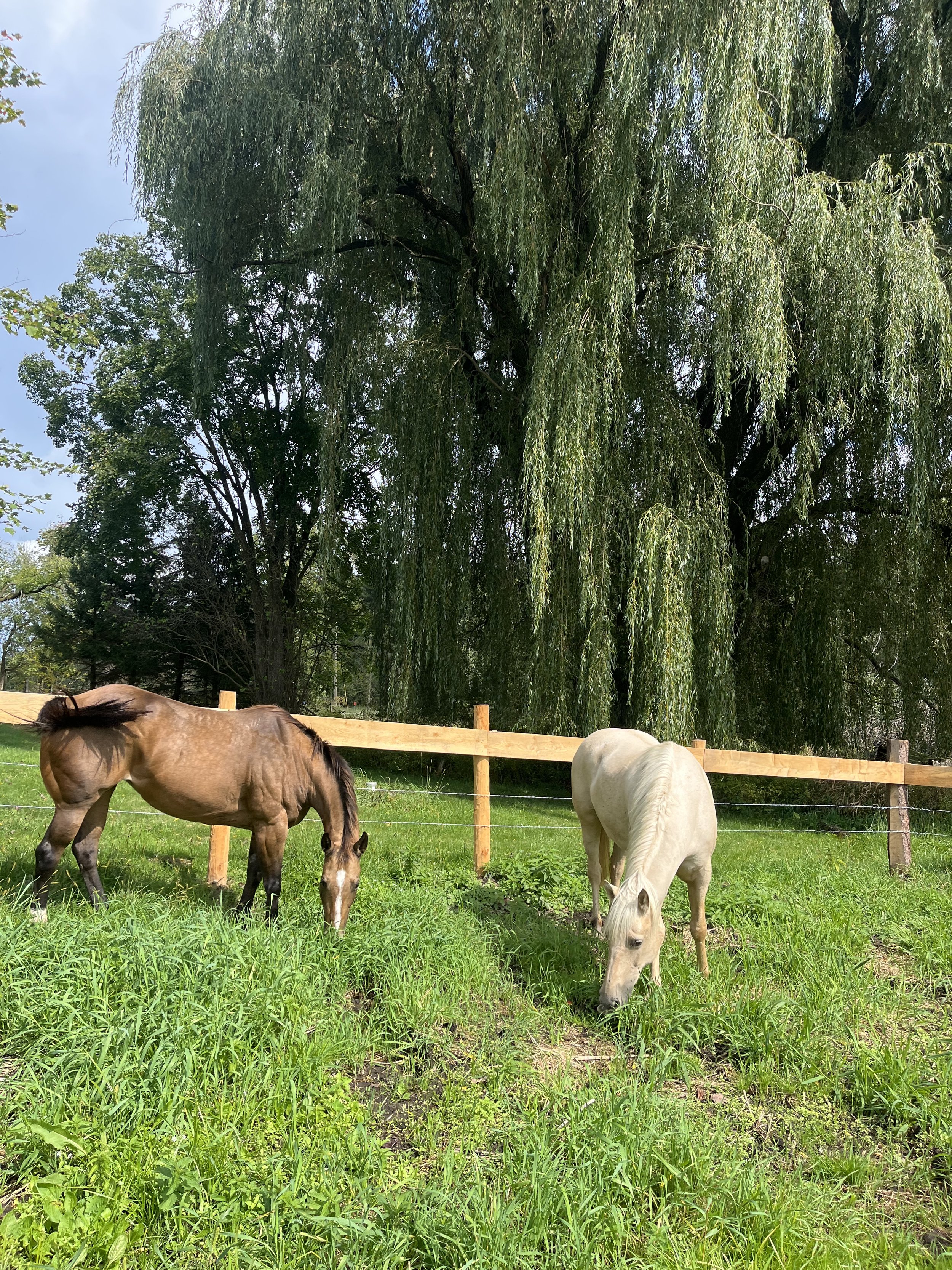 Three horses grazing on green grass in a fenced pasture with trees in the background.