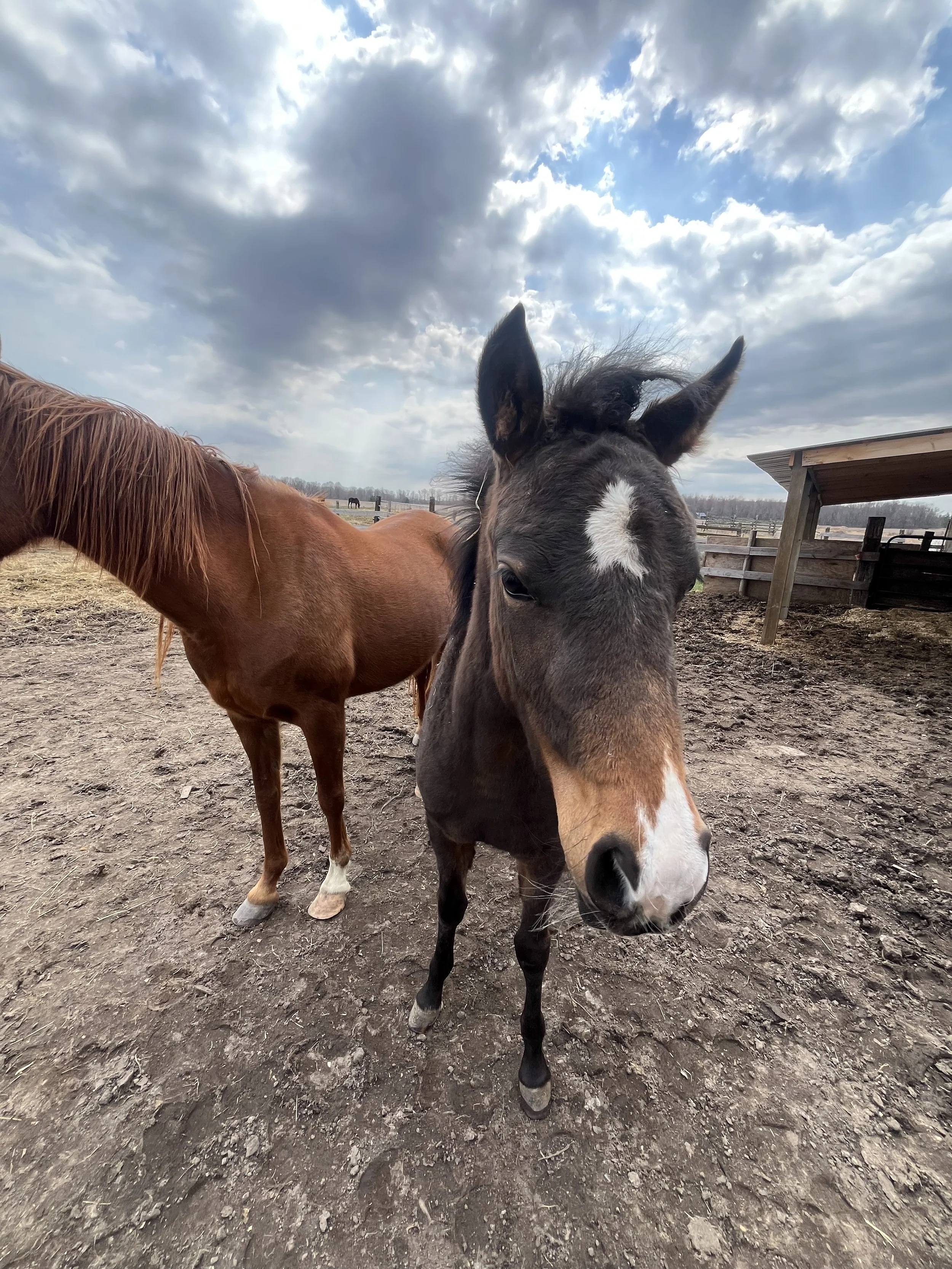 A close-up view of a brown horse and a gray horse with a white star on its forehead, standing outdoors on dirt ground under a partly cloudy sky, with fences and a shelter in the background.