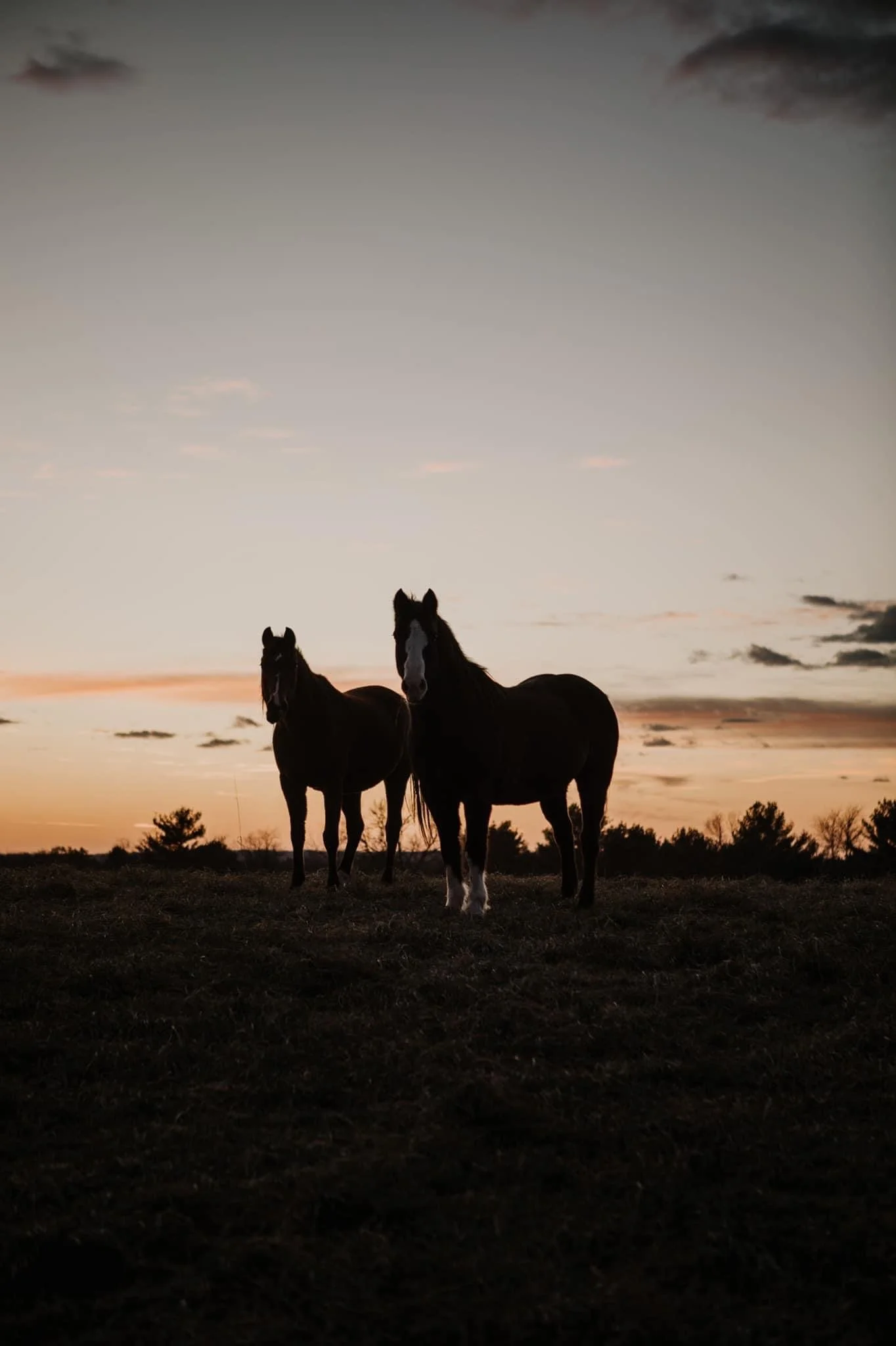 Two horses standing in a field at sunset, silhouetted against the evening sky with clouds.