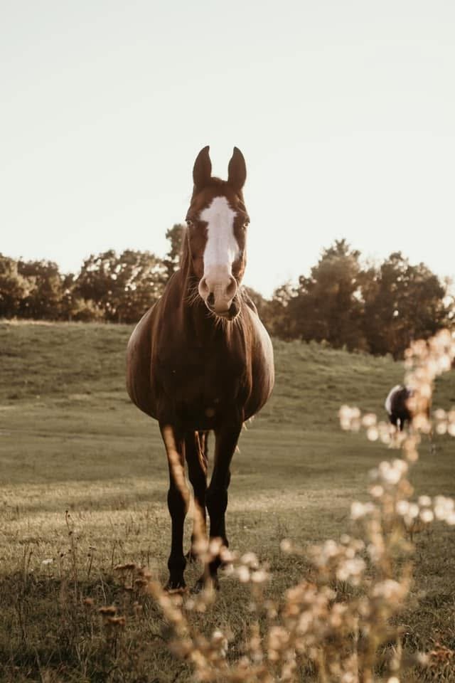 A horse standing in a grassy field with trees in the background during sunset.