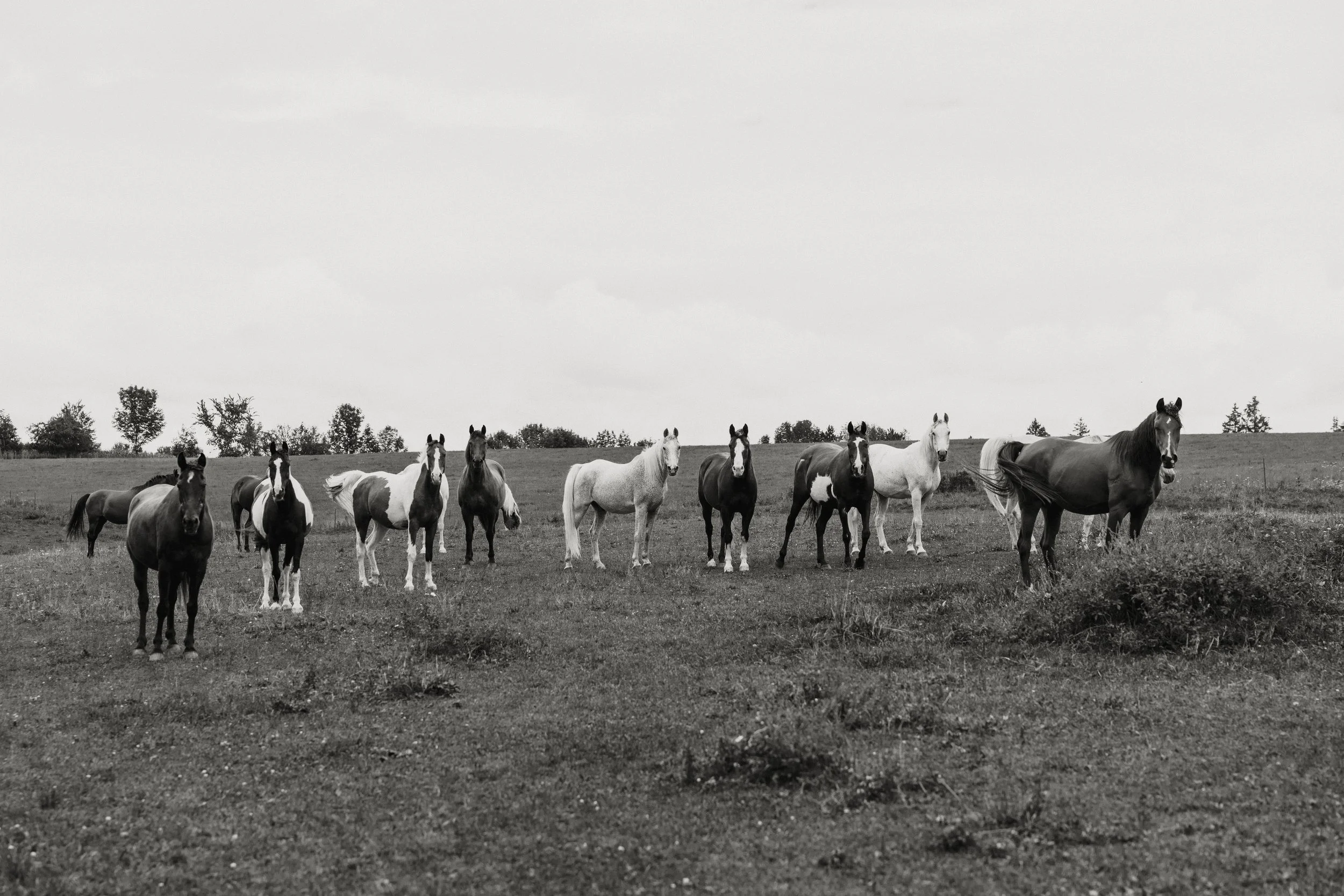 A black and white photo of a group of horses standing on a grassy field with trees in the background under a cloudy sky.