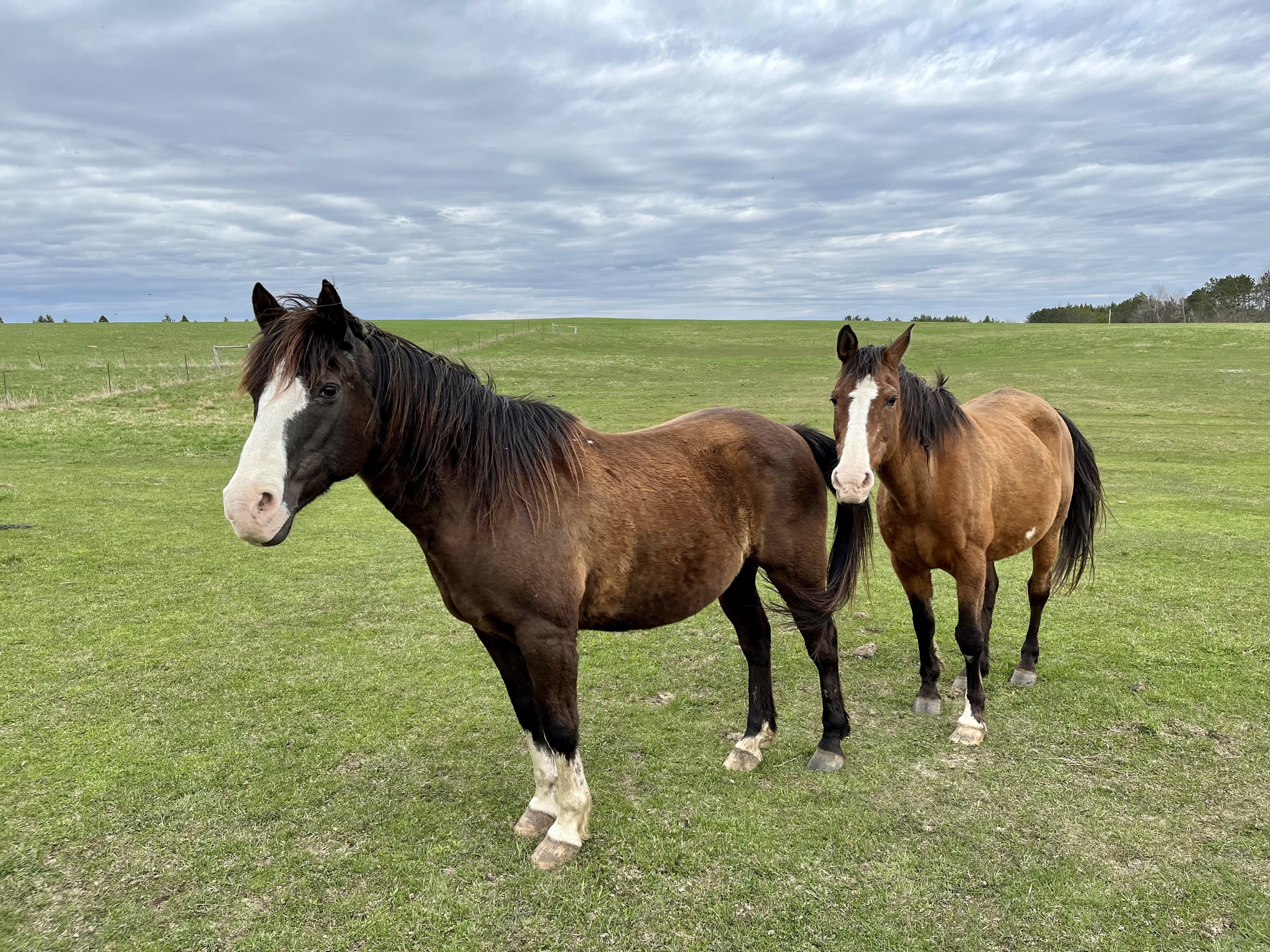 Two horses grazing on a green field underneath a cloudy sky.