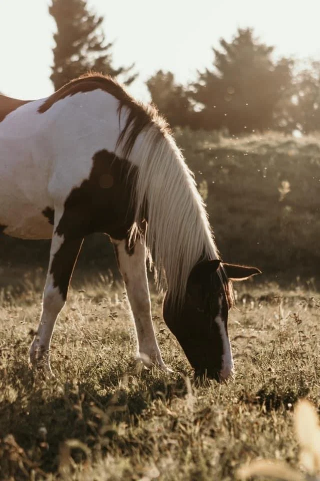 A black and white horse grazing on grass in a sunlit field with trees in the background.