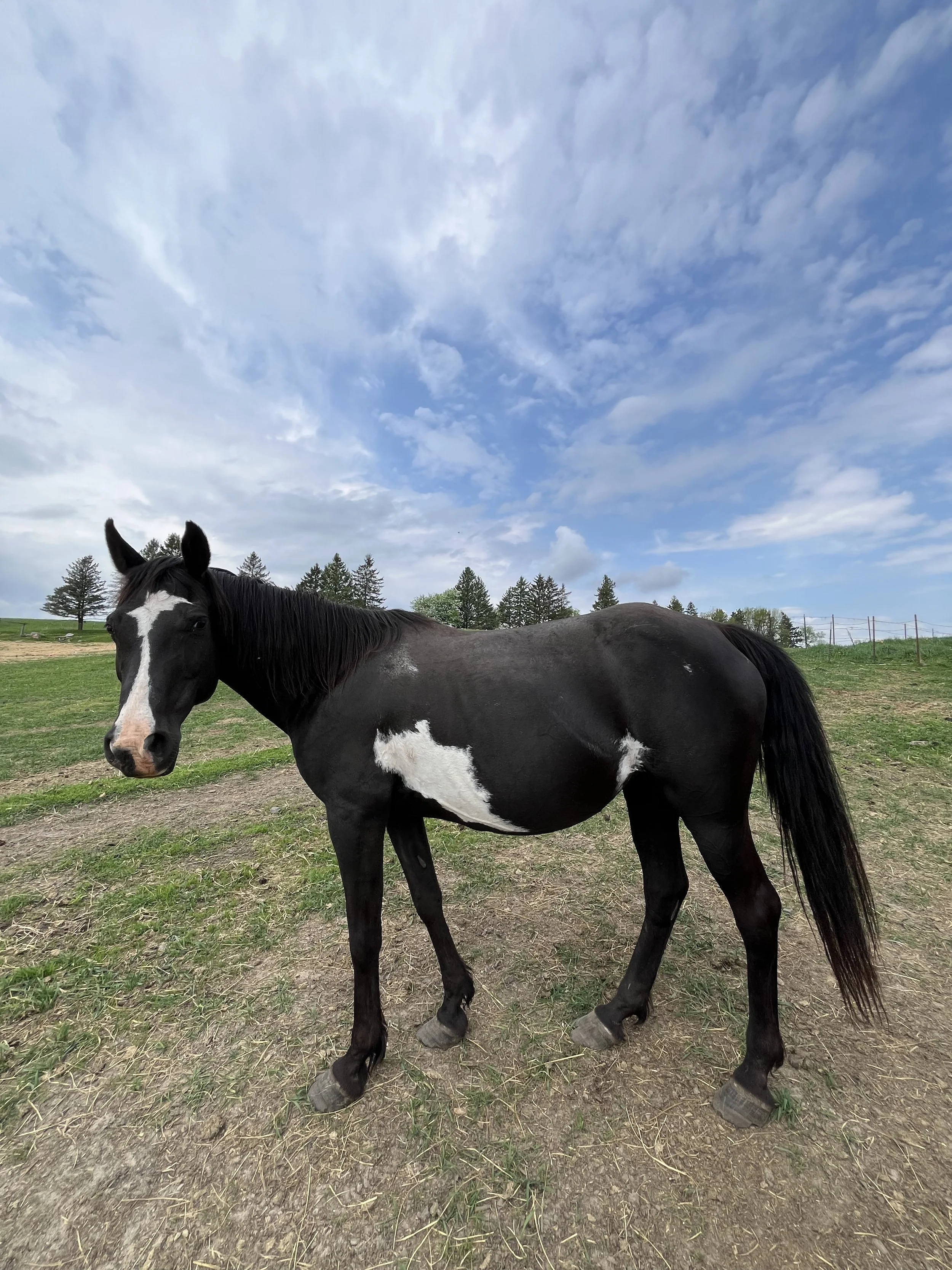 A black and white horse standing in a grassy field with trees in the background under a partly cloudy sky.