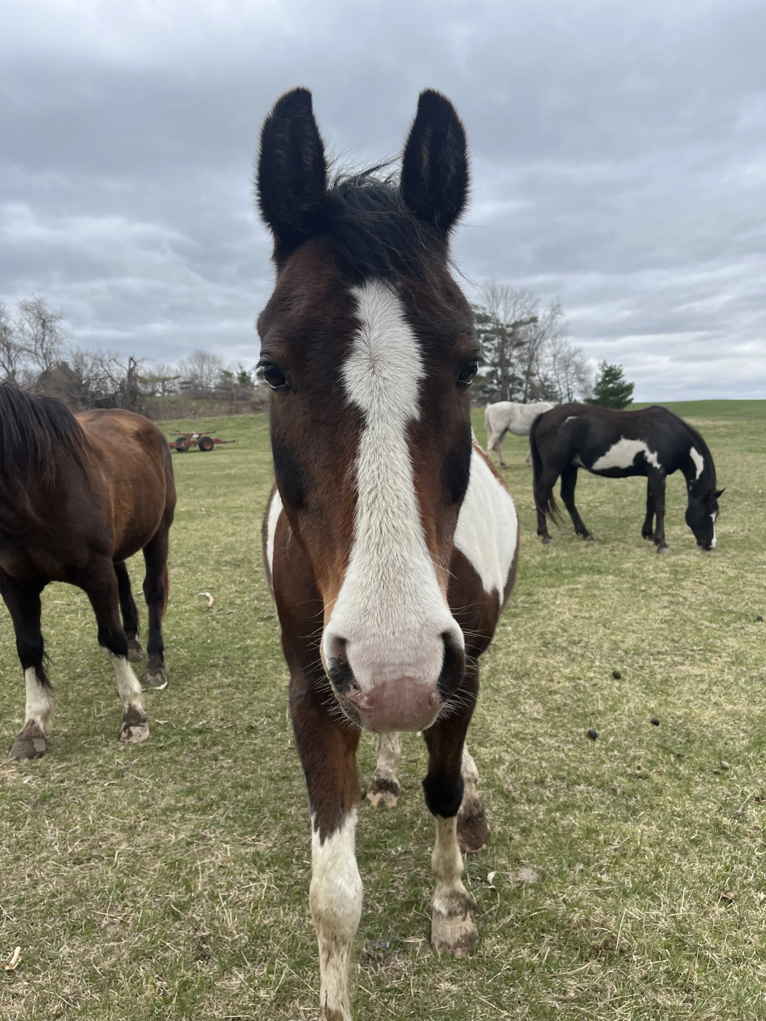 Close-up of a brown and white horse with a white stripe on its face, standing on a grassy field with other horses grazing in the background under an overcast sky.