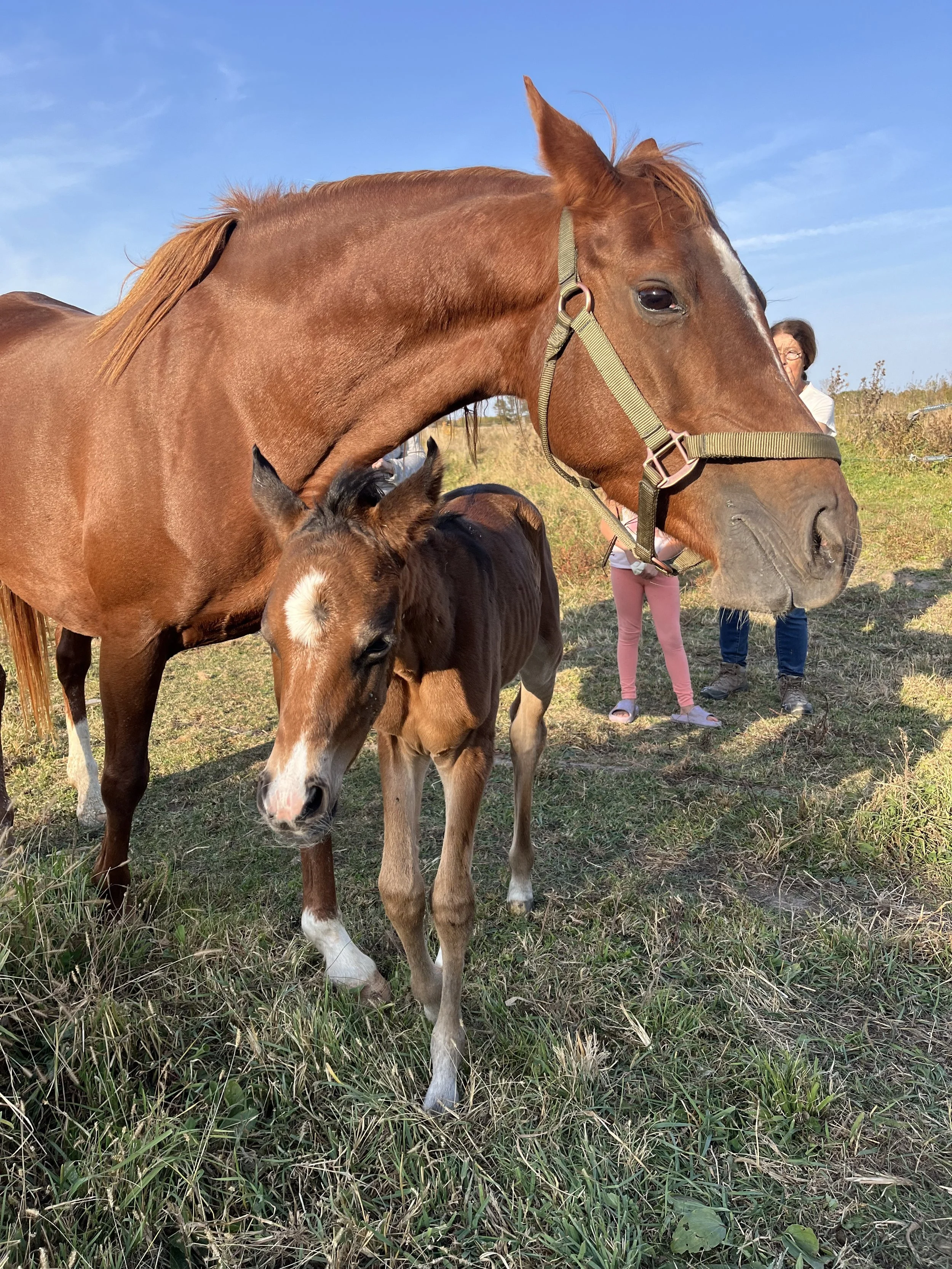 A brown horse and a foal standing in a grassy field with two women in the background, under a blue sky.
