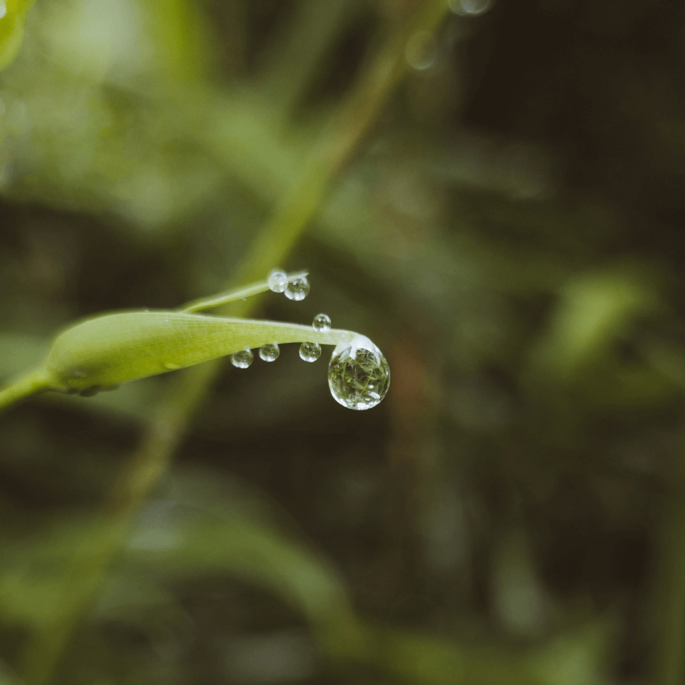 Close-up of water droplets resting on a blade of grass, reflecting sensitivity and attunement