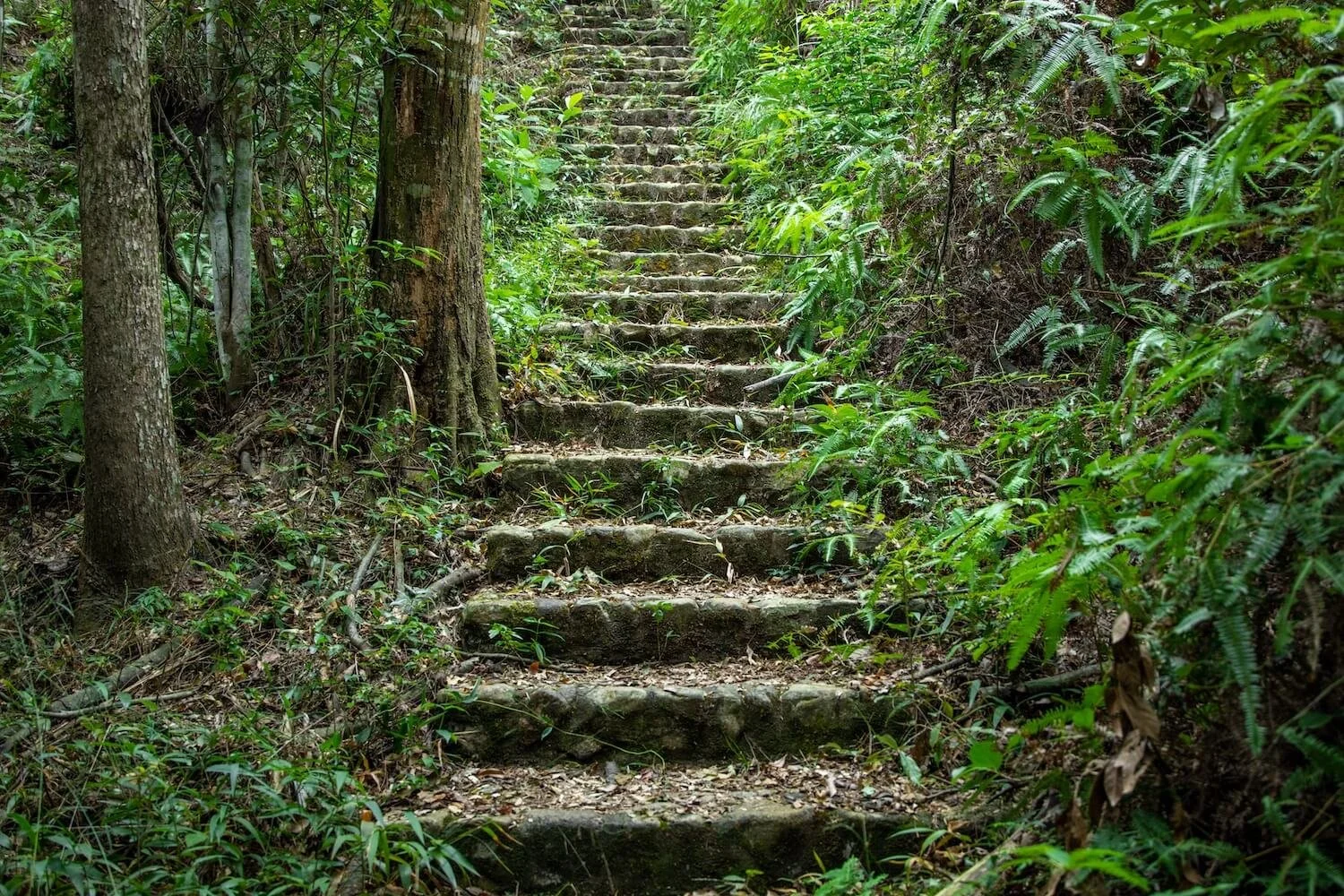 Stone steps along a quiet forest path symbolizing growth and personal journey