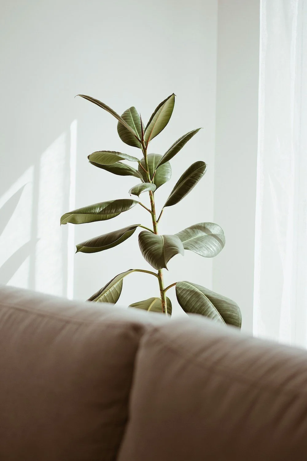 Quiet, softly lit space with a houseplant, representing comfort and emotional safety