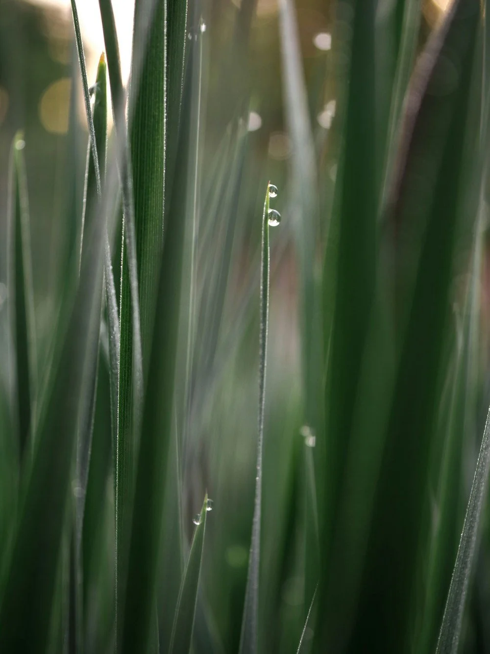 Tall grass with dew drops, reflecting sensitivity, presence, and gentle awareness