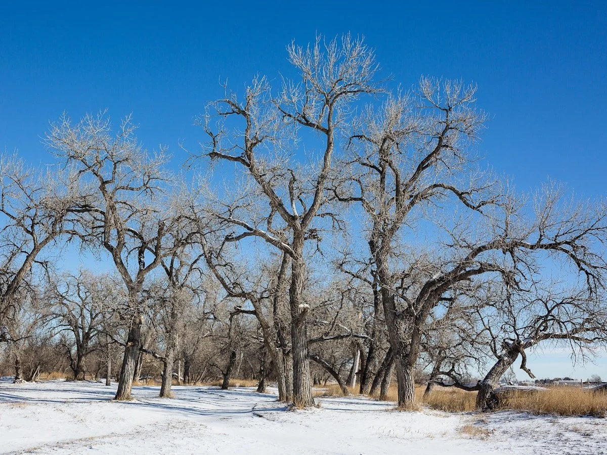25 RFR Property and Nature Winter Trees Snow.jpg