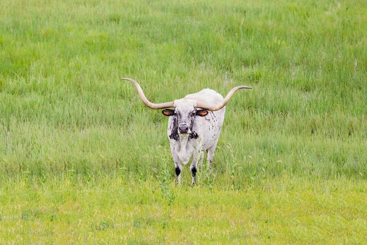 15 RFR White Longhorn IMG_6013e.jpg