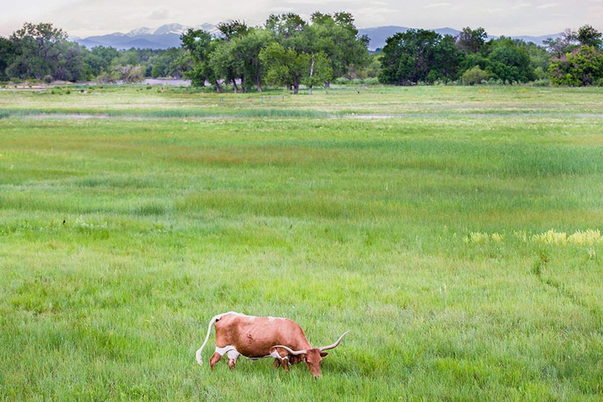 16 RFR Grazing Longhorn.jpg