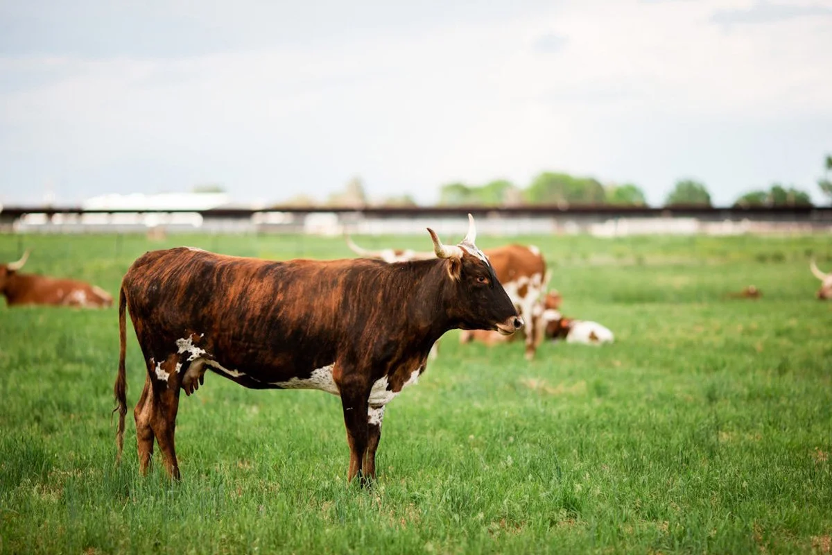  Sarah Goff Photography 