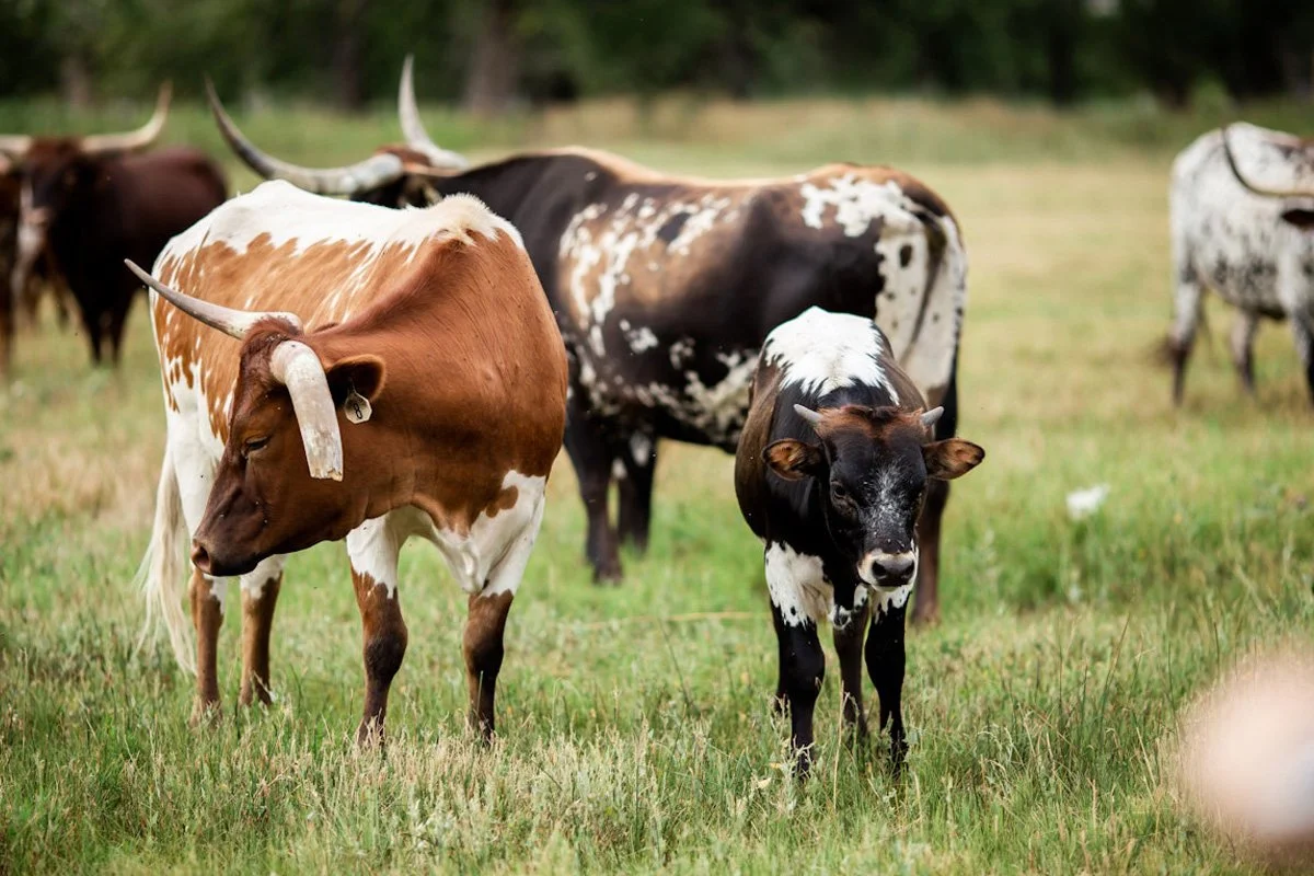  Sarah Goff Photography 