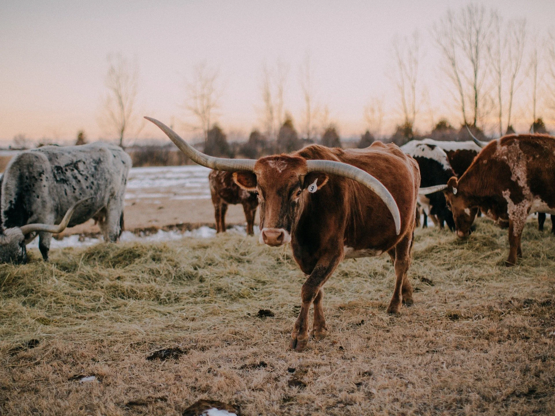 RFR_Longhorns_at_Sunset_-_PhotoCredit_-_Sarah_Goff_Photography.jpg