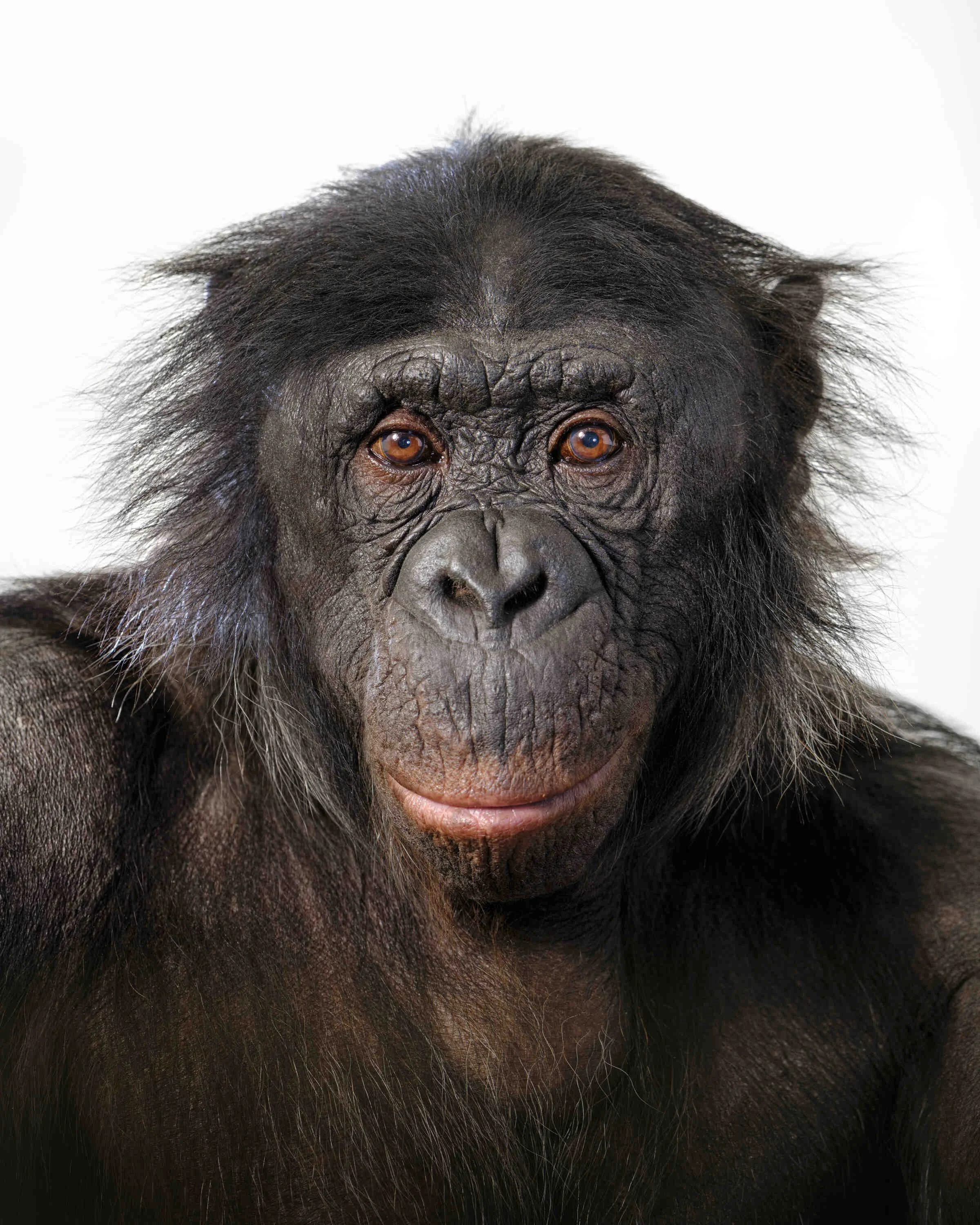 Where the Wild Things Are Vincent J Musi keynote speaking topic