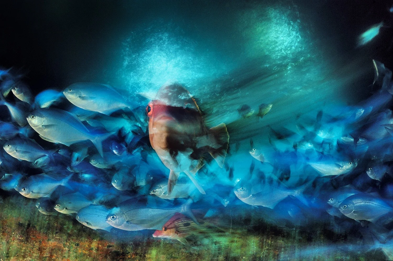 Ocean Soul keynote speaking topic from Brian Skerry