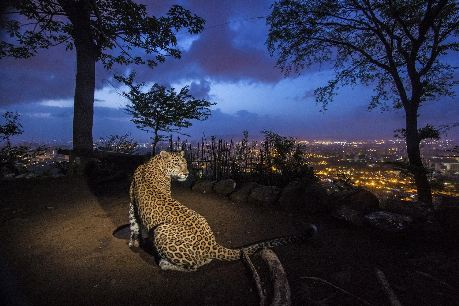 The Race to Save Big Cats keynote speaking topic from Steve Winter