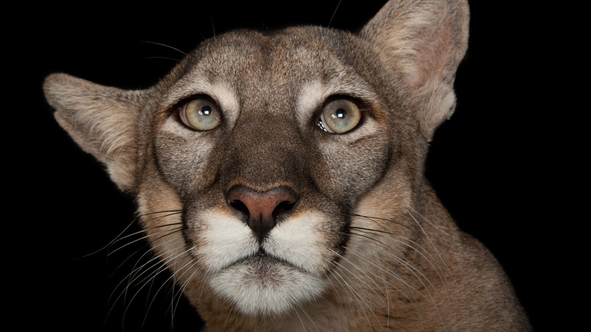 Building the Photo Ark Joel Sartore keynote speaking topic