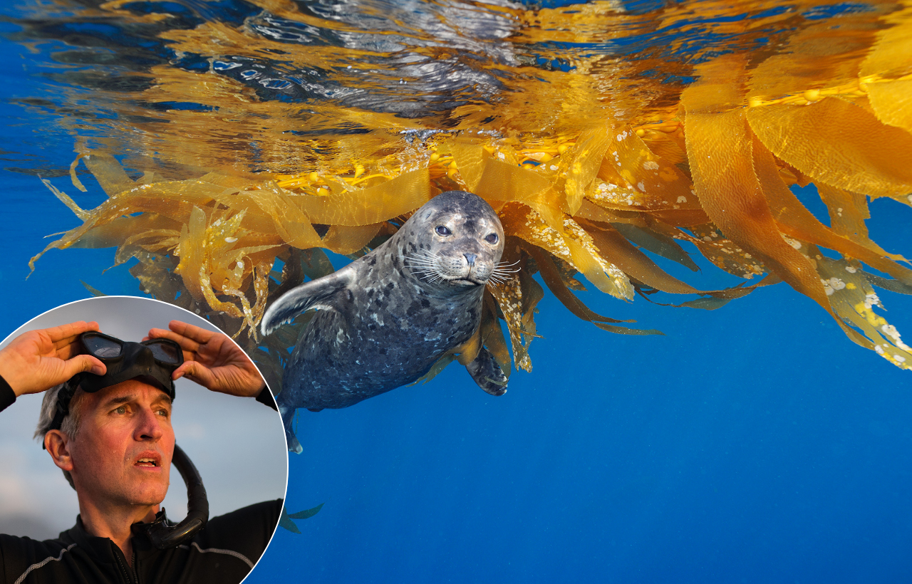 Brian Skerry keynote speaking topic on marine conservation, ocean ecosystems, and hopeful solutions through National Geographic photography