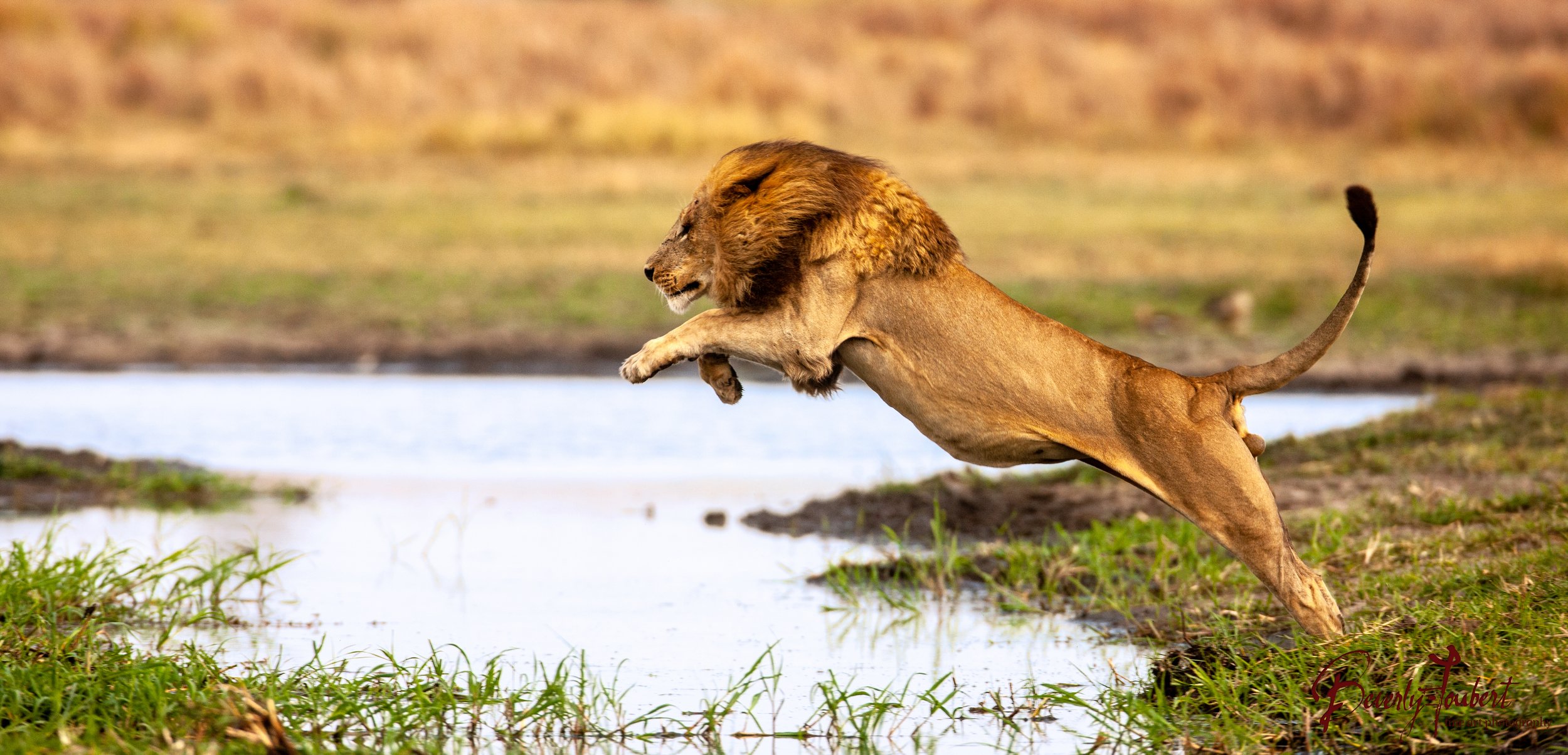 Wild Africa: On the Brink keynote speaking topic from Beverly Joubert