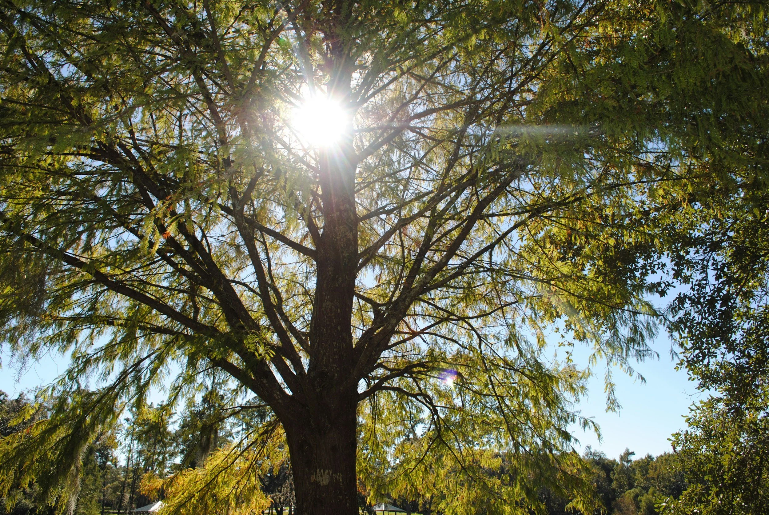 Tall tree with extensive green foliage and sunlight shining through the branches in a sunny outdoor setting.