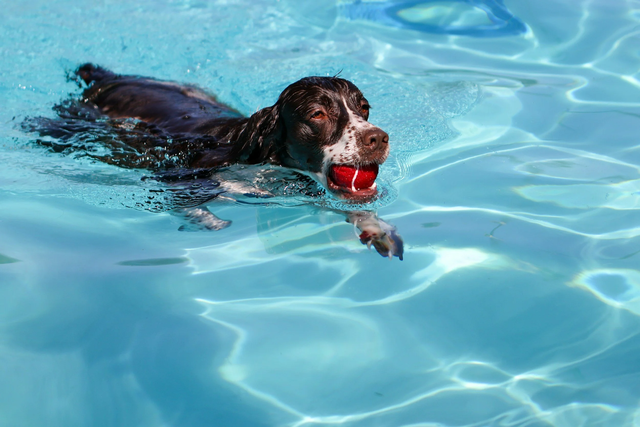 A dog swimming in a pool holding a red ball in its mouth.