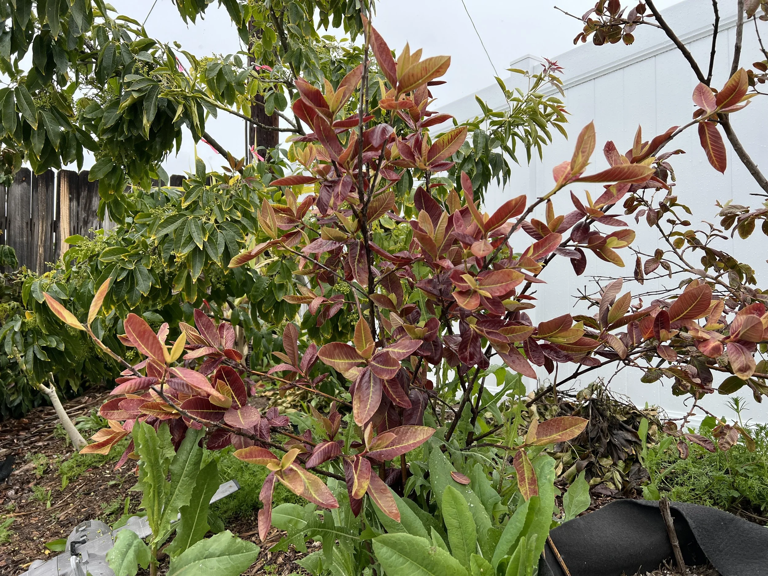 guava growing in food forest