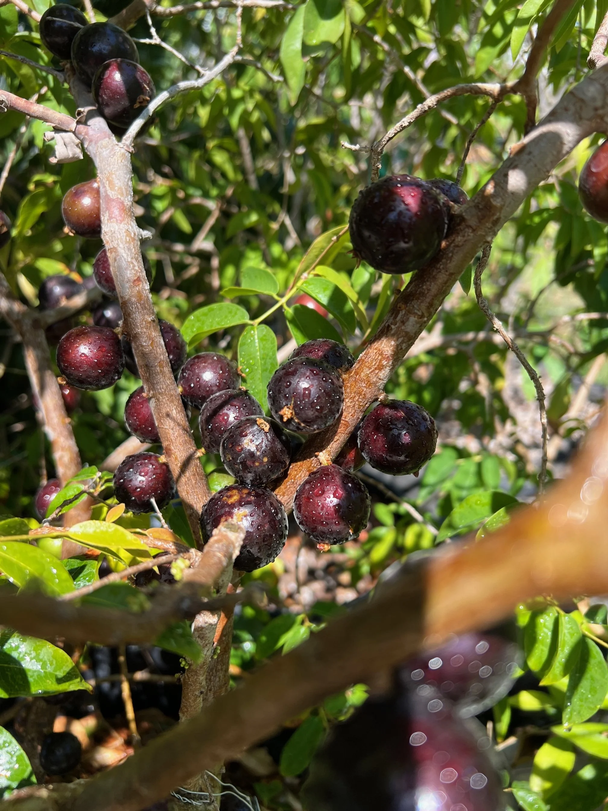 Grimal Plinia Jaboticaba fruit tree food forest