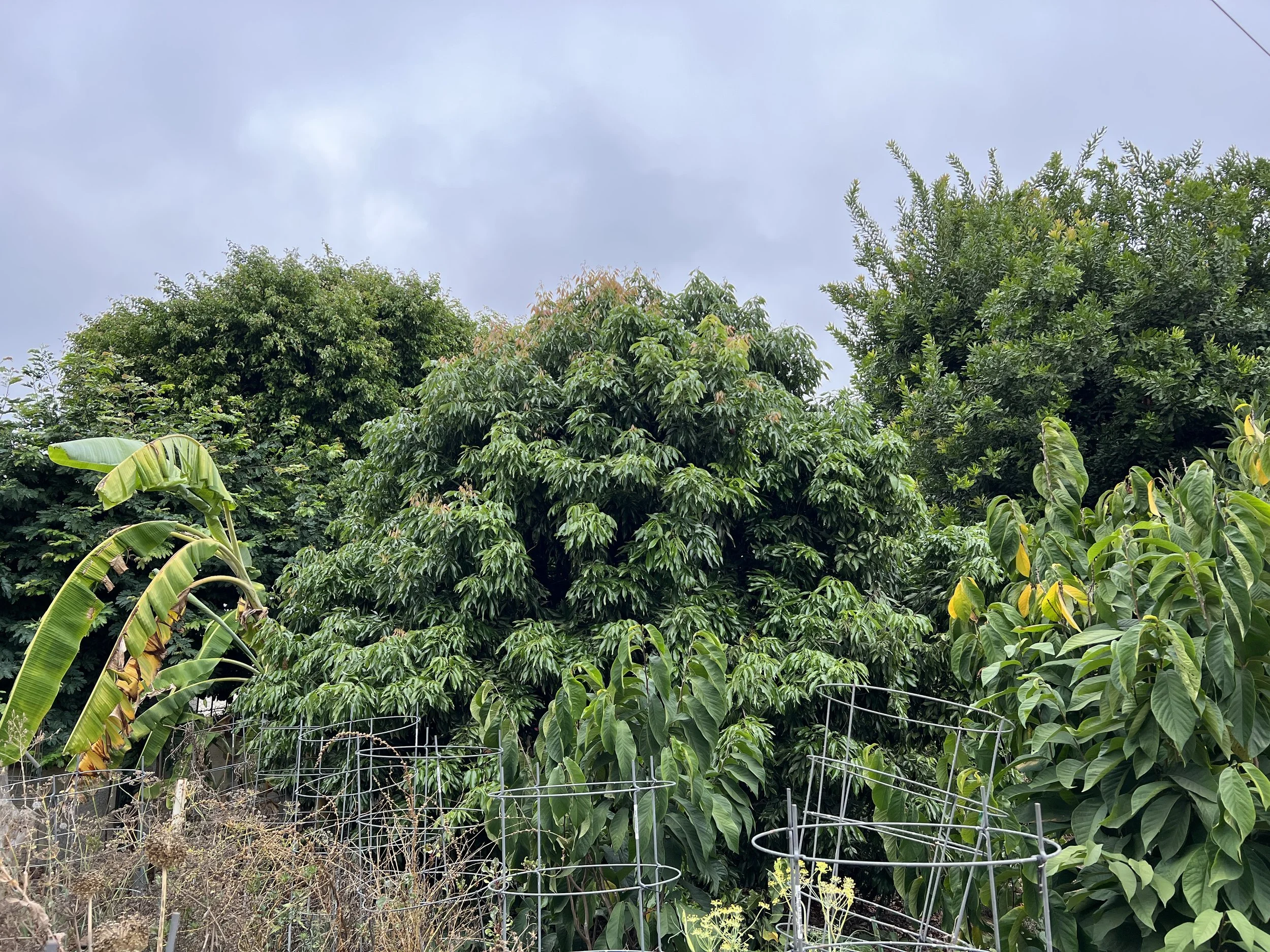 thriving california food forest with tropicals like lychee