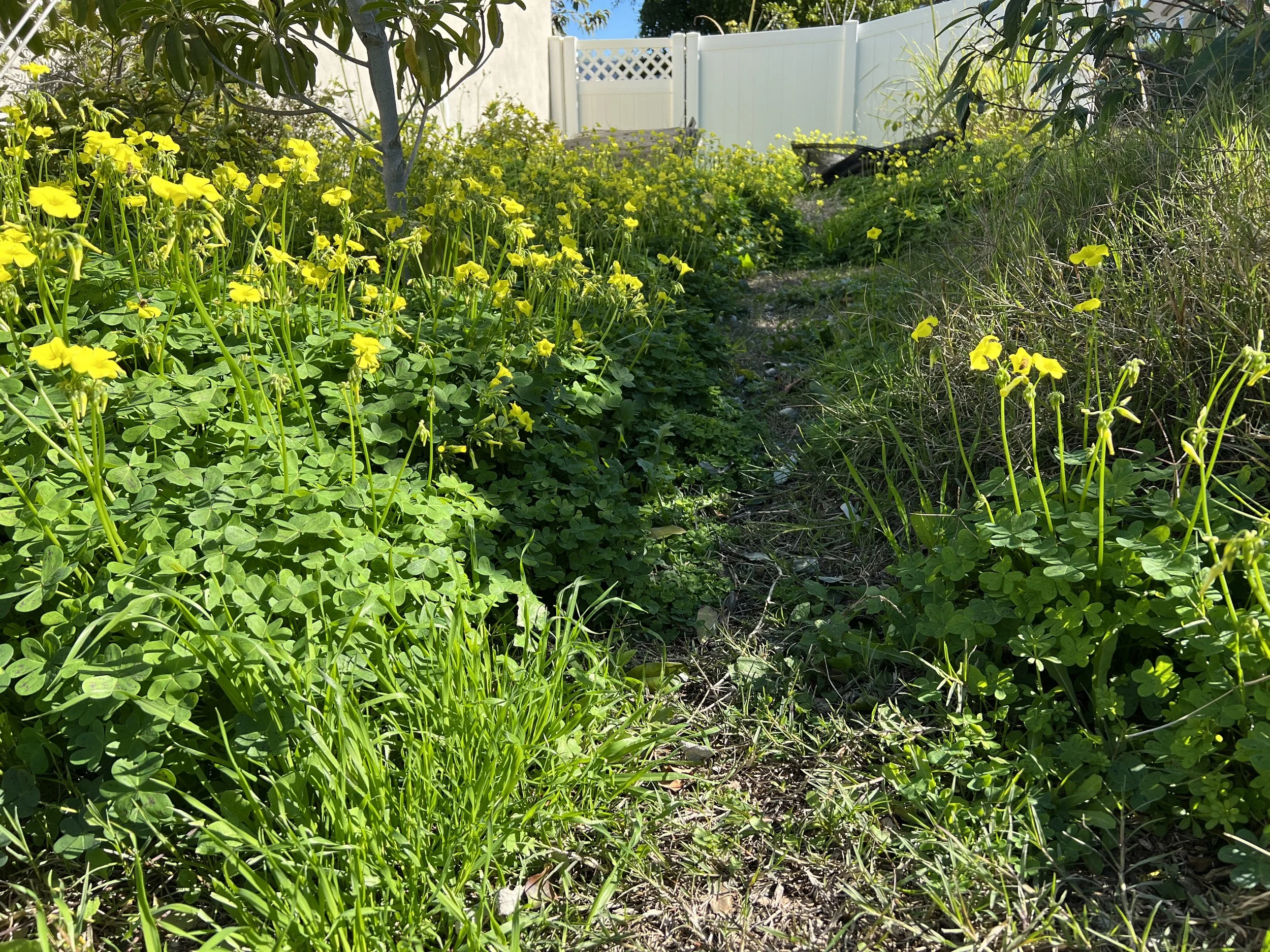 lush greenery with path through growing food forest