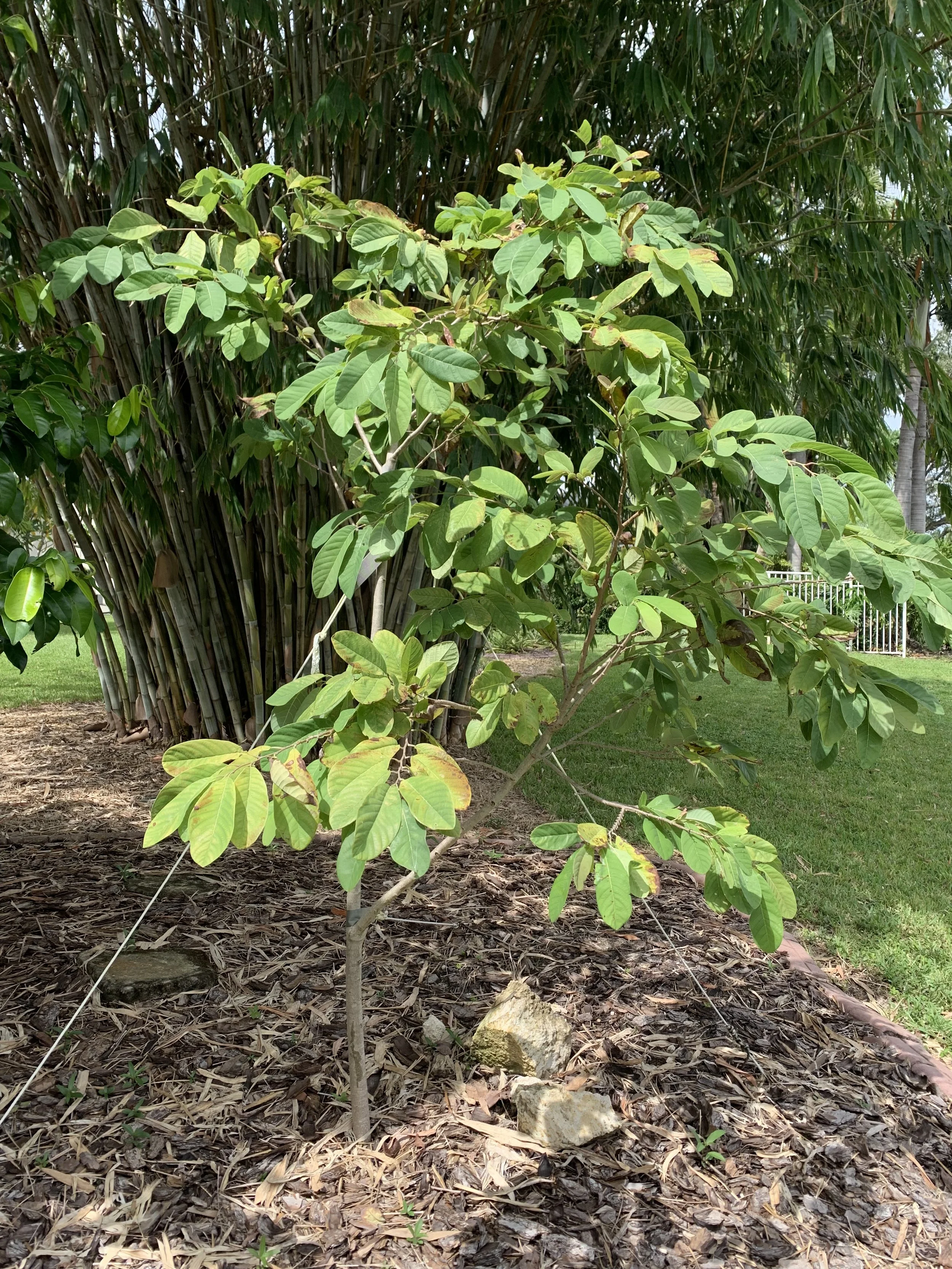 annona ilama fruit tree by bamboo food forest