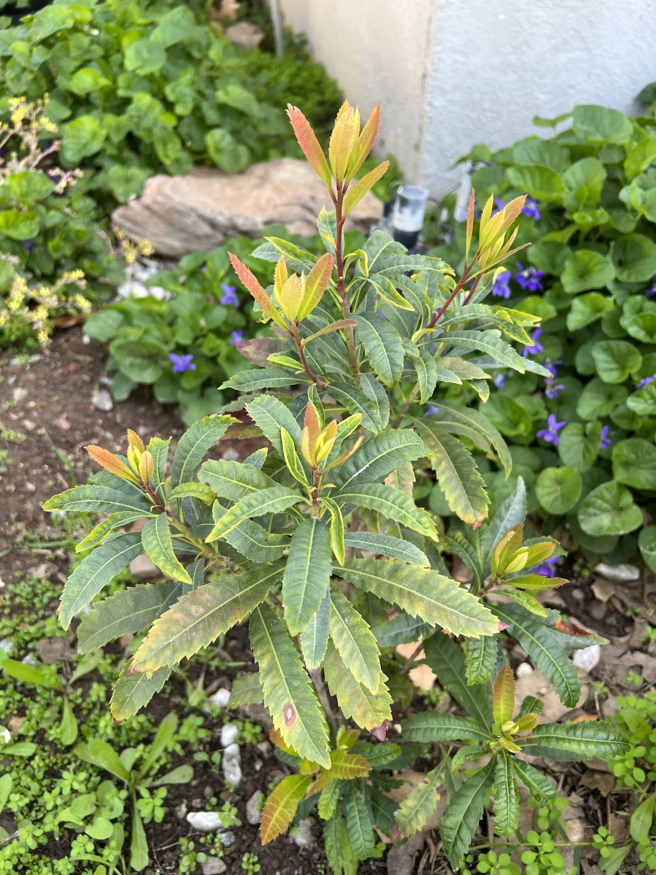 yangmei morella myrica rubra rare fruit tree in food forest