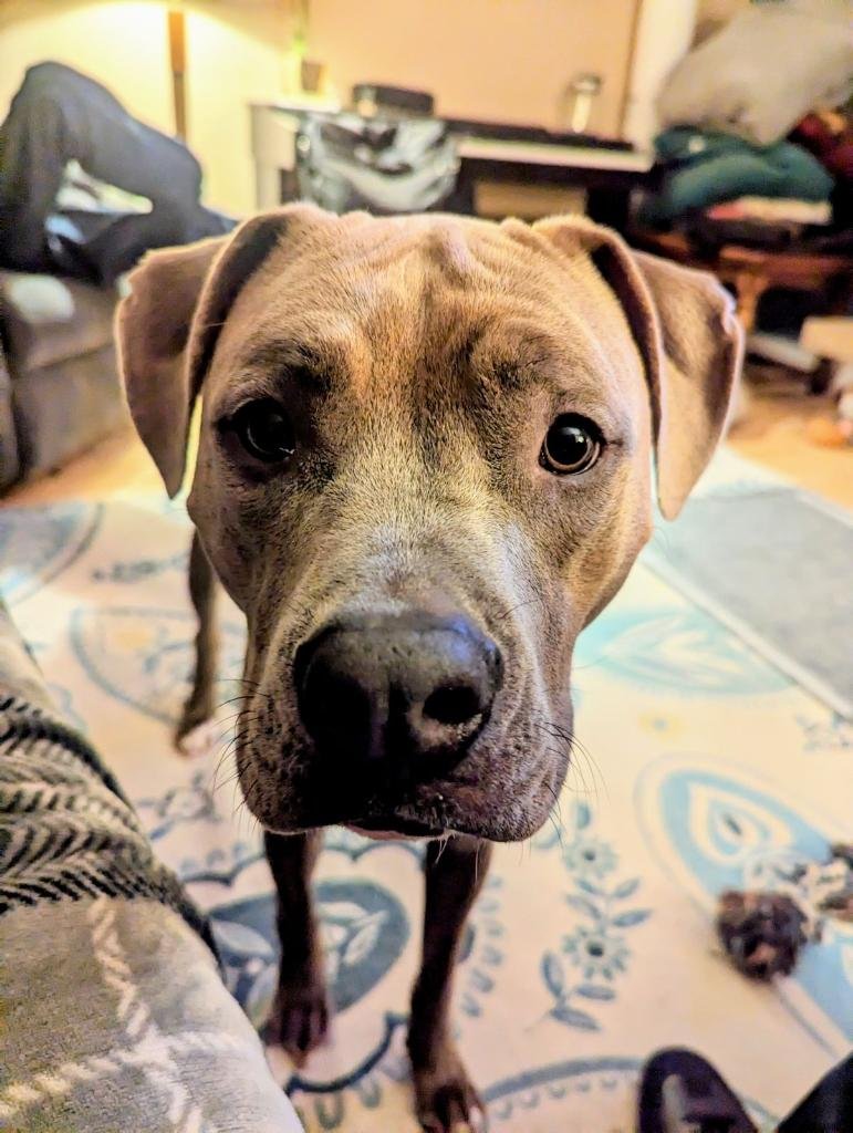 Whatcha doin'? Can I give you licks?