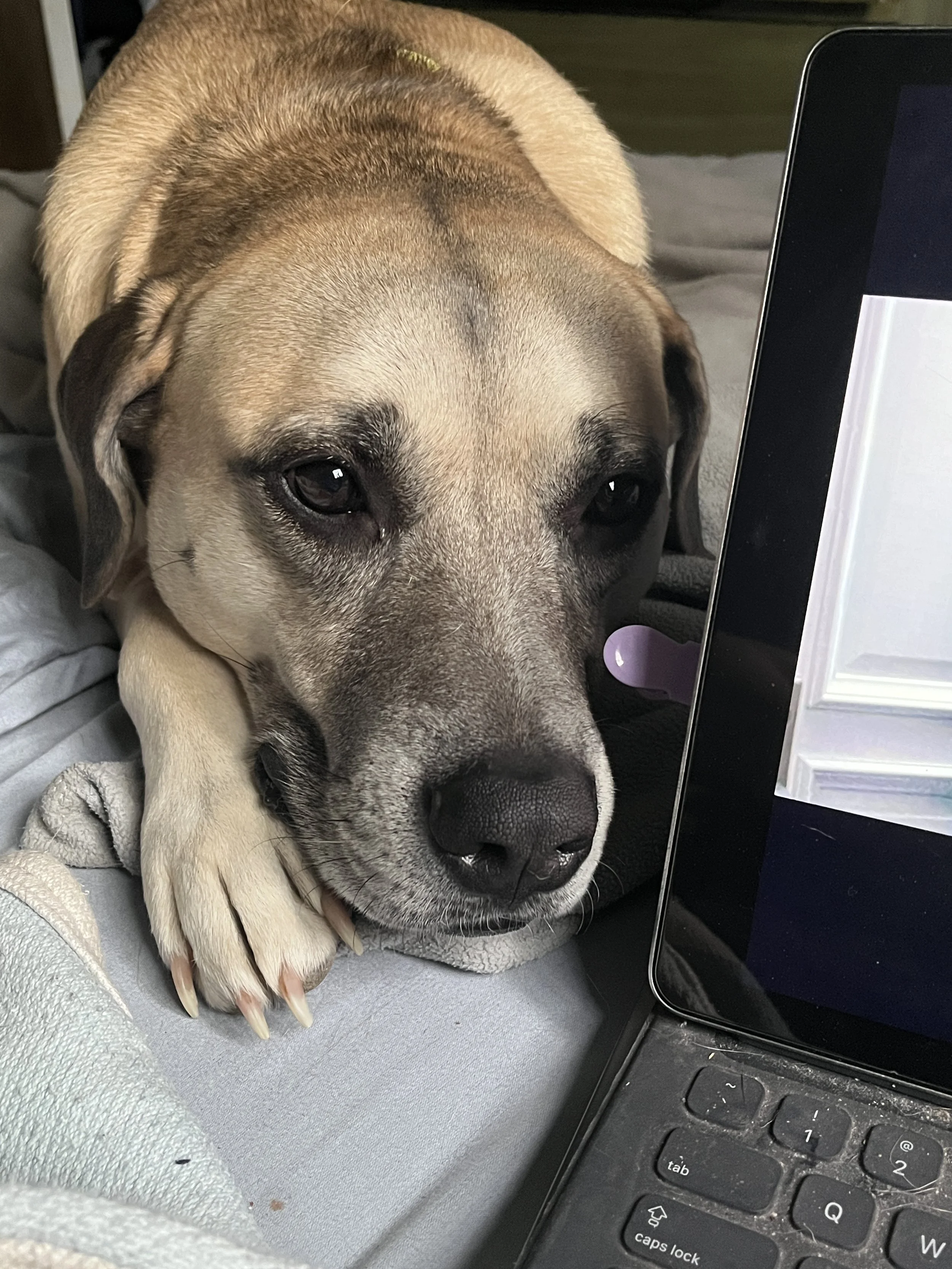 Hey, I need some scritches. You don't need to work.