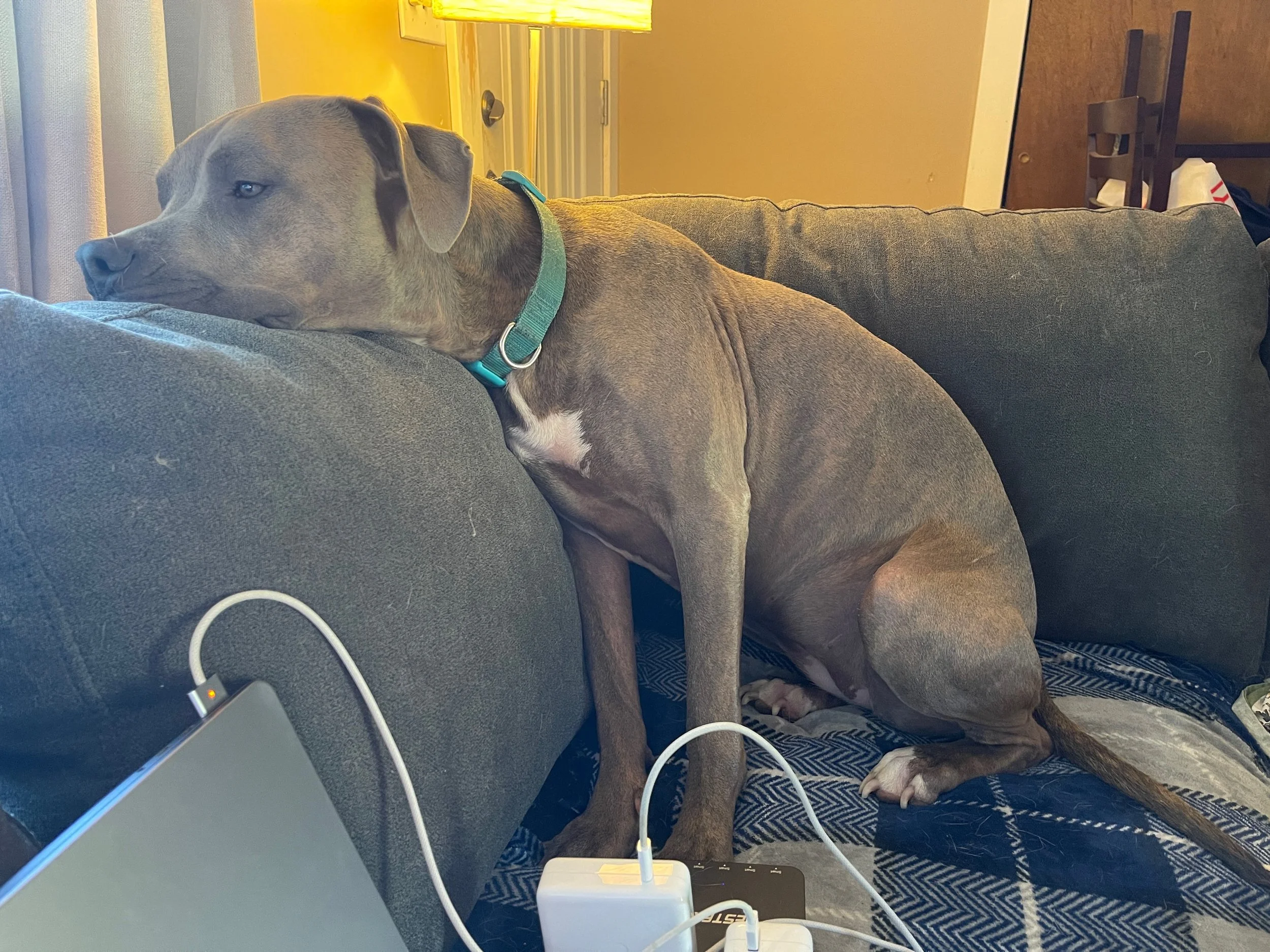 The boredom of waiting for something outside to move so I can bark at it for the next two hours...