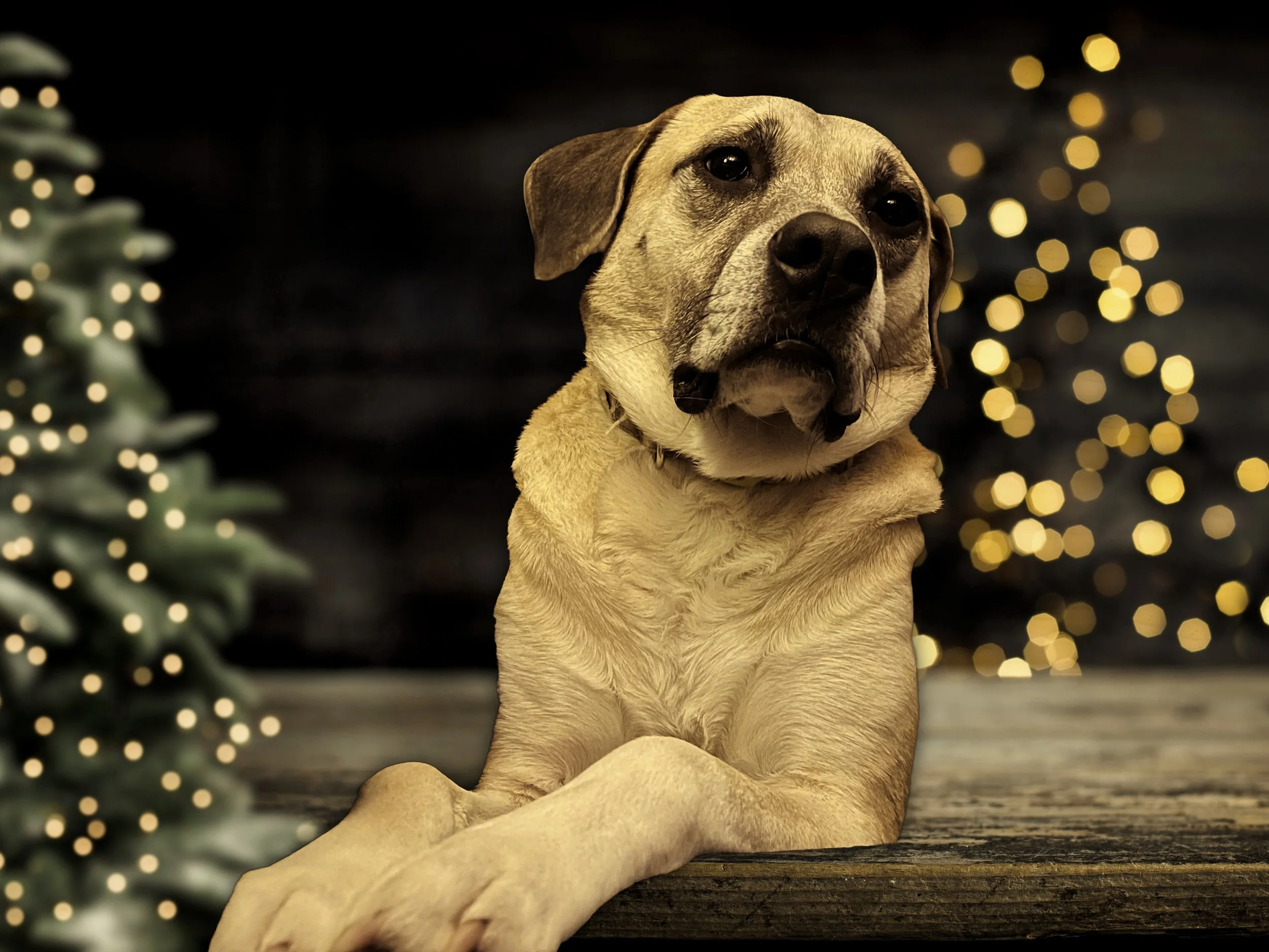 Gracie Lou at Christmas Time