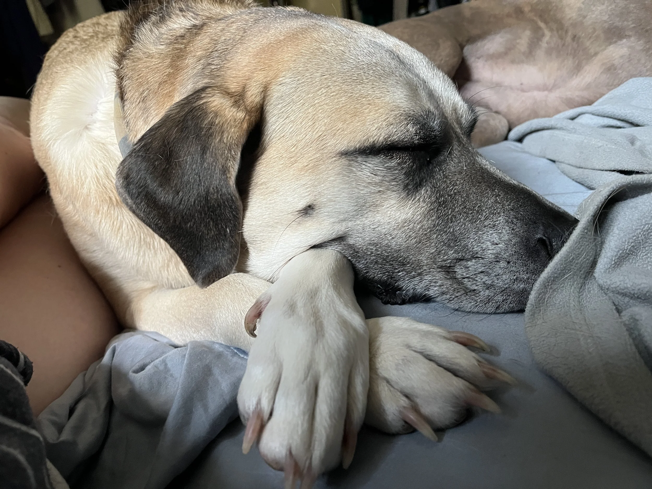 Gracie Lou, Gold-Medalist in Napping