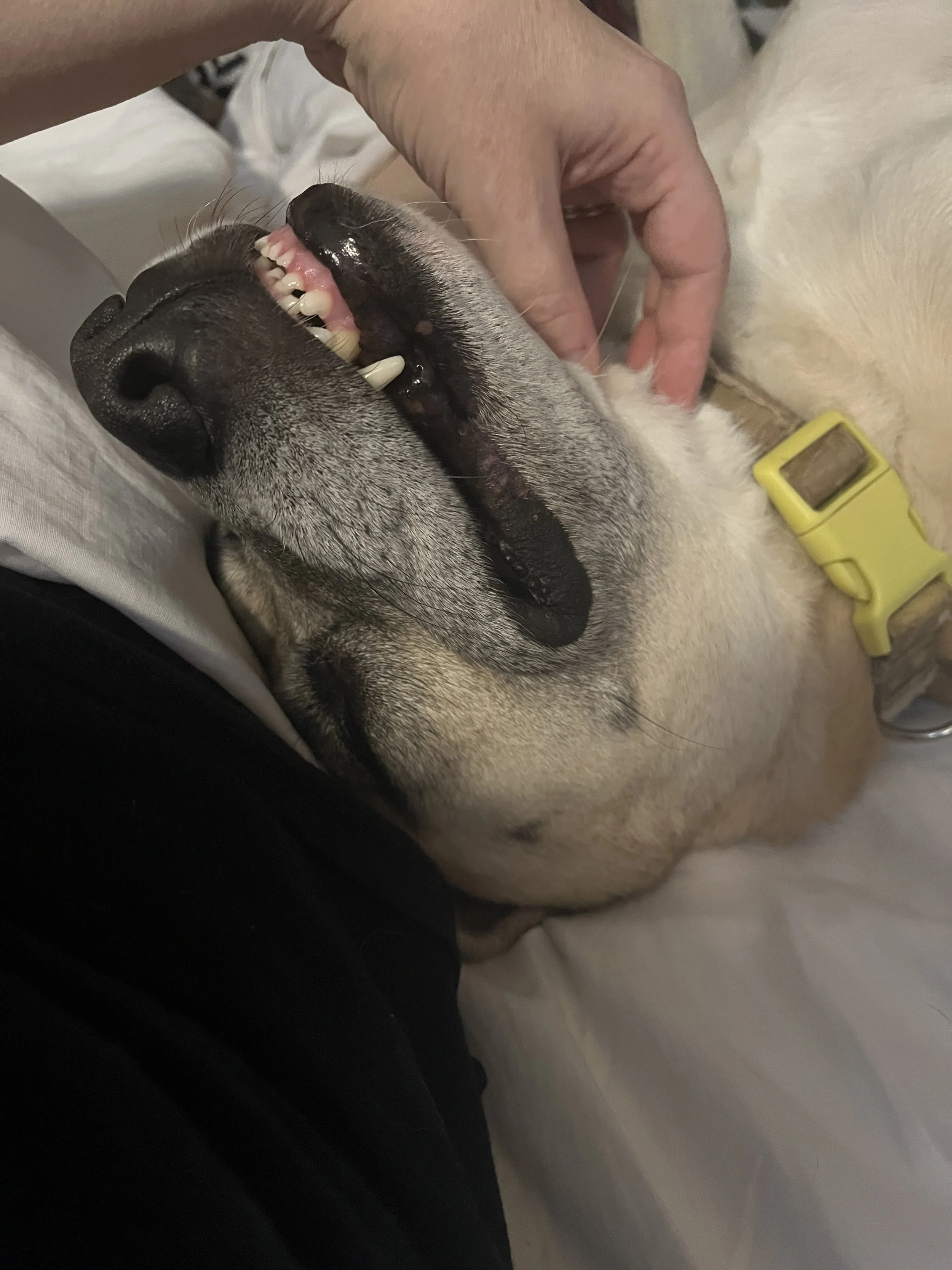 Gracie Lou loves her scritches