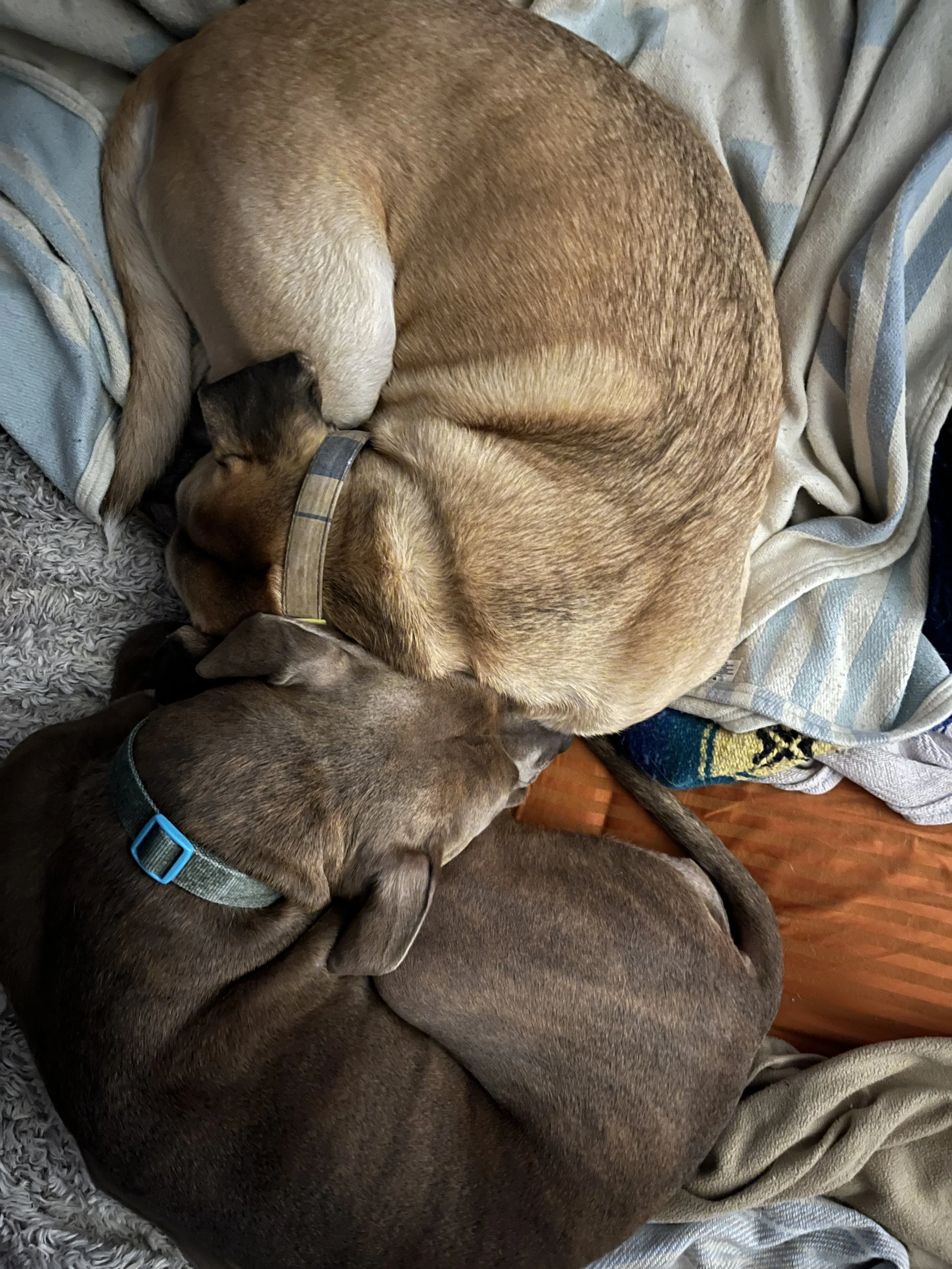 I must always touch Gracie Lou and sleep on the coziest blankets!