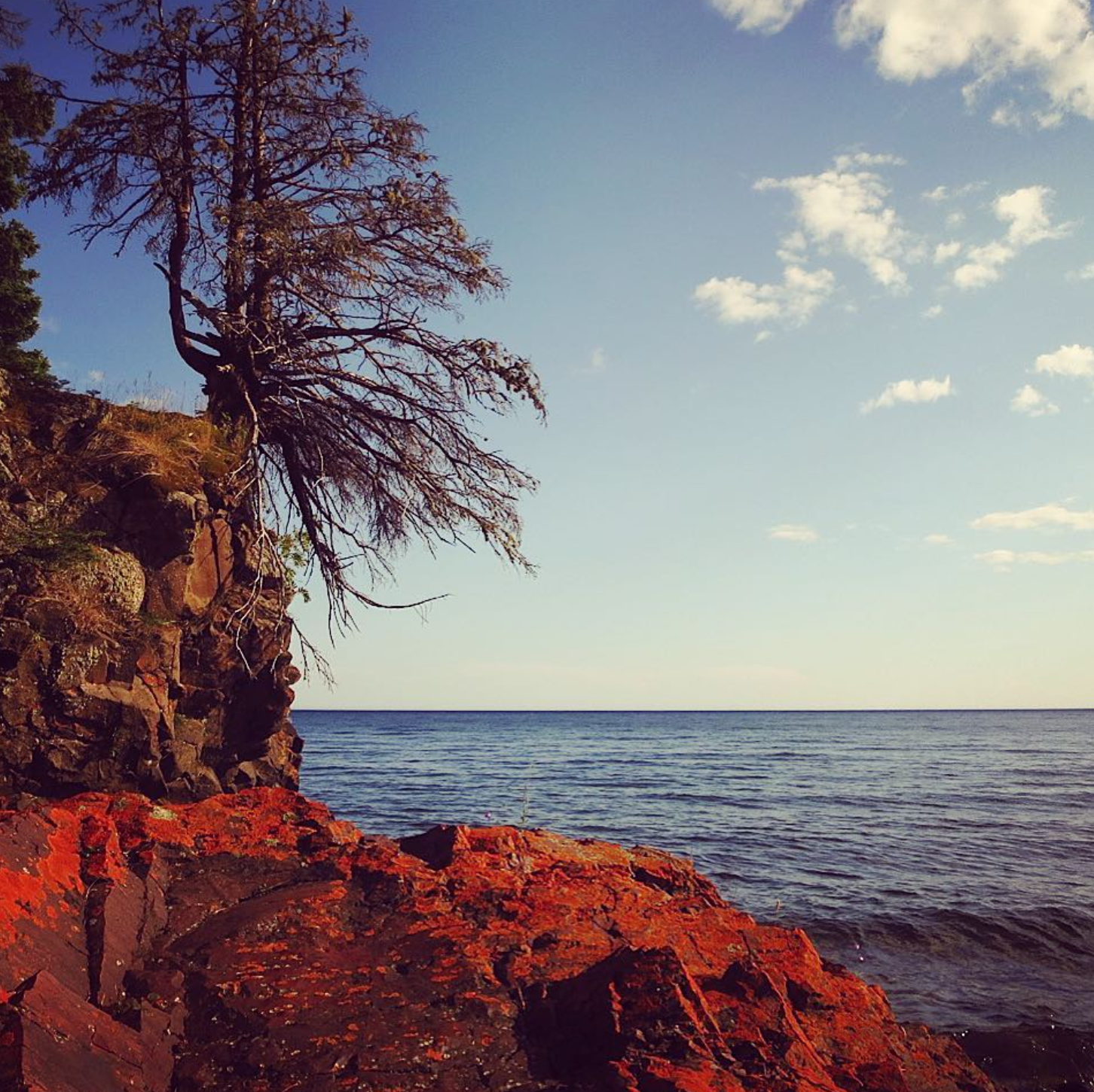 A rocky shoreline with a leafless tree growing on a cliff, overlooking a calm body of water under a partly cloudy sky.
