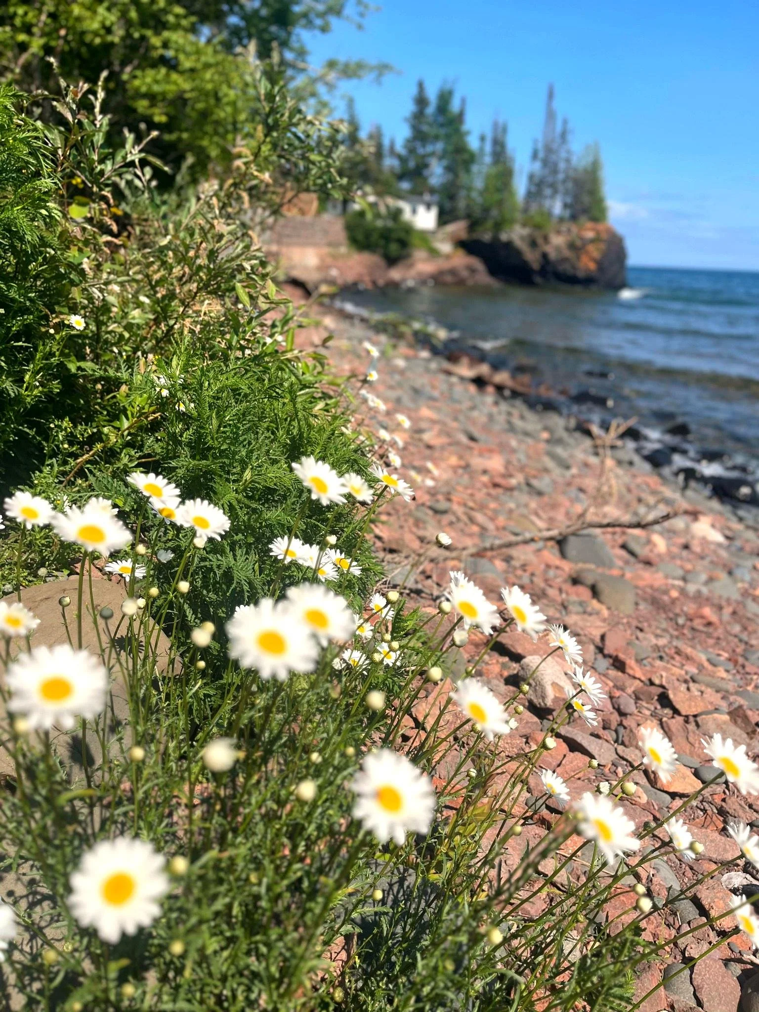 Flowering plants with white daisies and yellow centers growing along a rocky beach with a blue ocean and trees in the background.