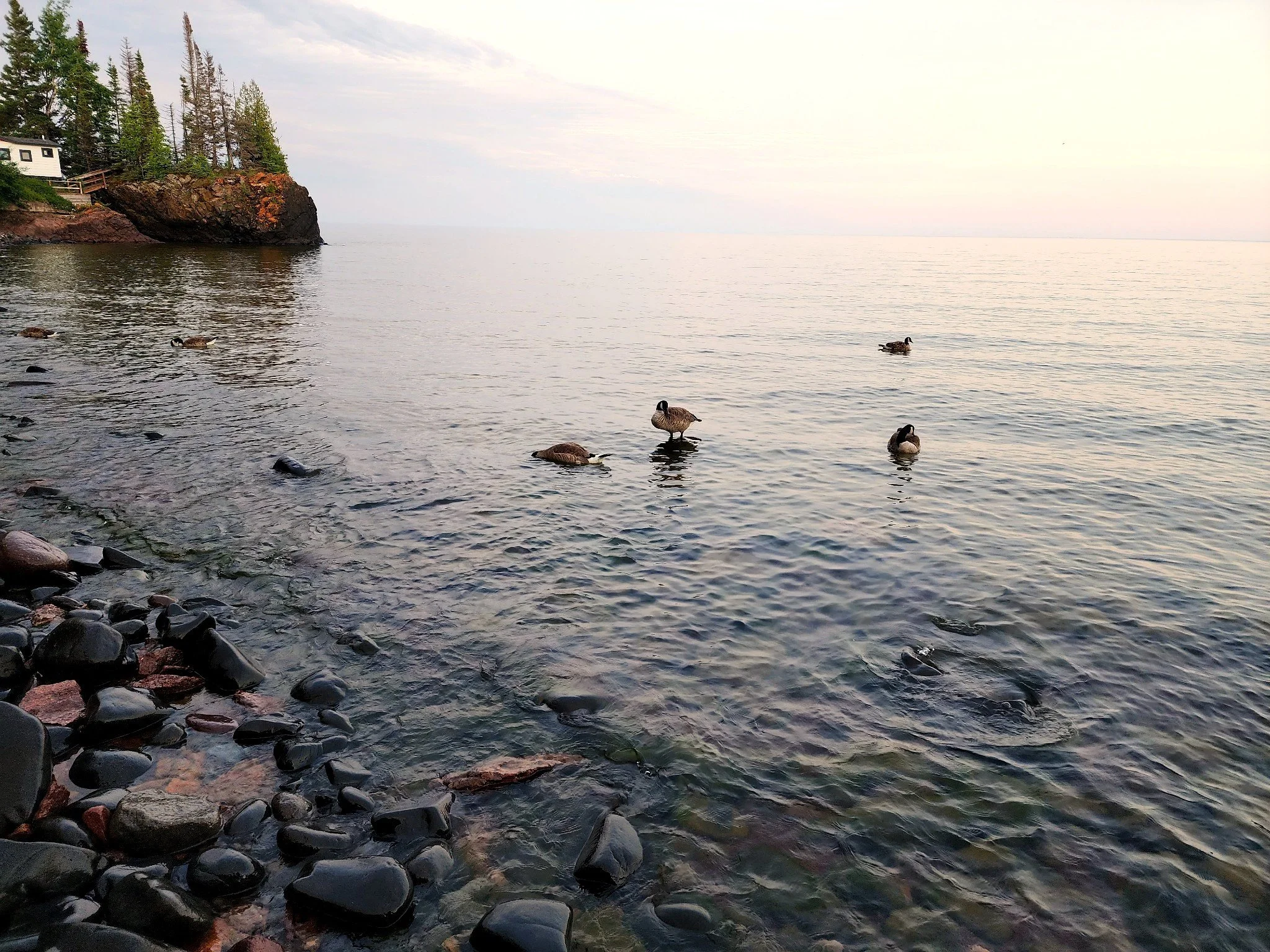 A peaceful lakeside scene with five ducks swimming and floating in the water near a rocky shoreline, with a small house and trees on a cliff on the left side, and an expansive, calm lake with a soft sky in the background.