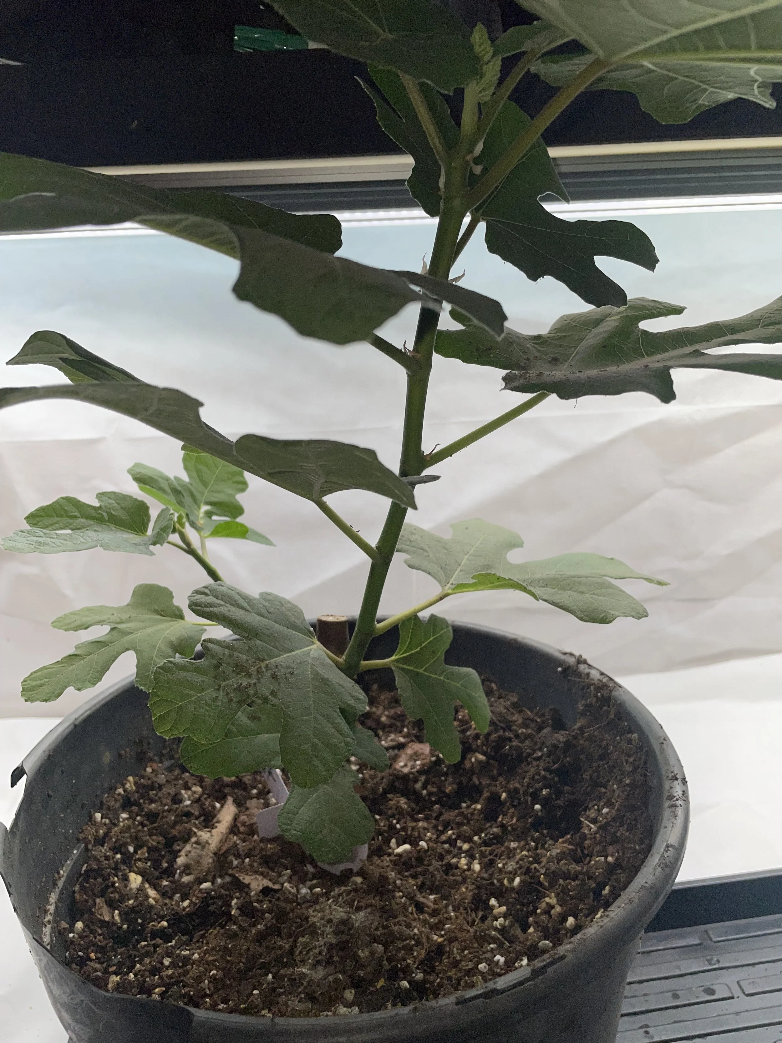 Takoma Violet Fig Tree.jpeg