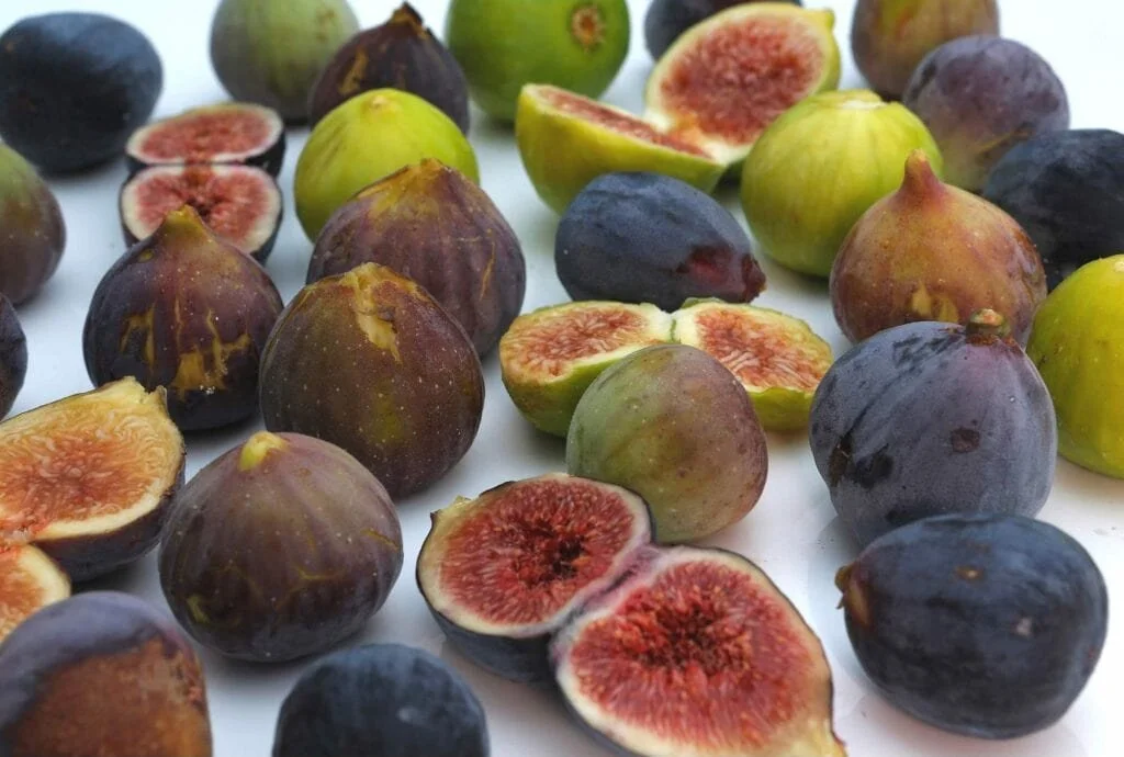 Fig Variety Selection for Zone 7b
