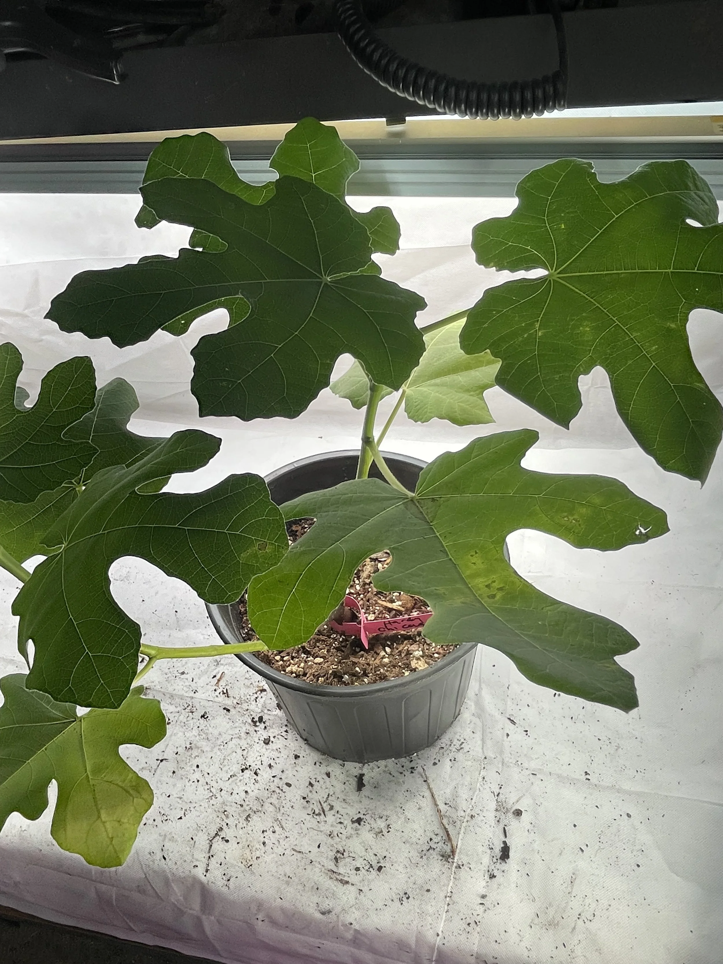 Chicago Hardy fig seedling grown from an approximately 8-inch hardwood cutting with four to five nodes taken in November 2025, showing balanced canopy formation and steady leaf expansion during its first growing cycle.